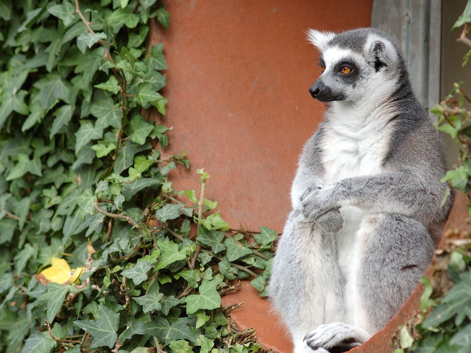 Handy-Wallpaper Lemur, Tiere, Sitzen, Alt, Tier kostenlos herunterladen.