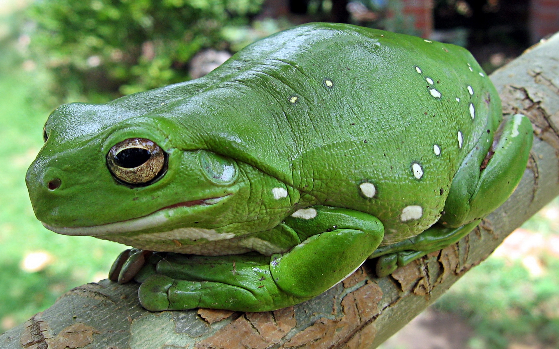 Frogs  Free Stock Photos