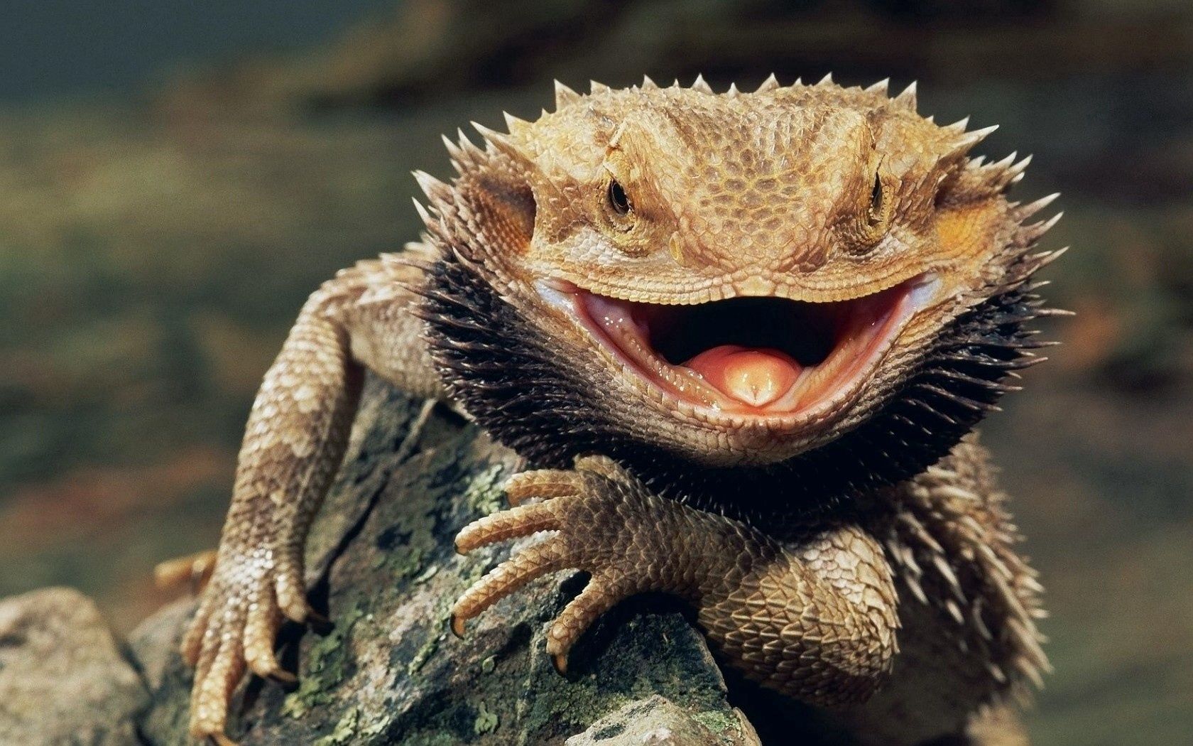 Mobile wallpaper animals, grin, reptile, anger, bloated