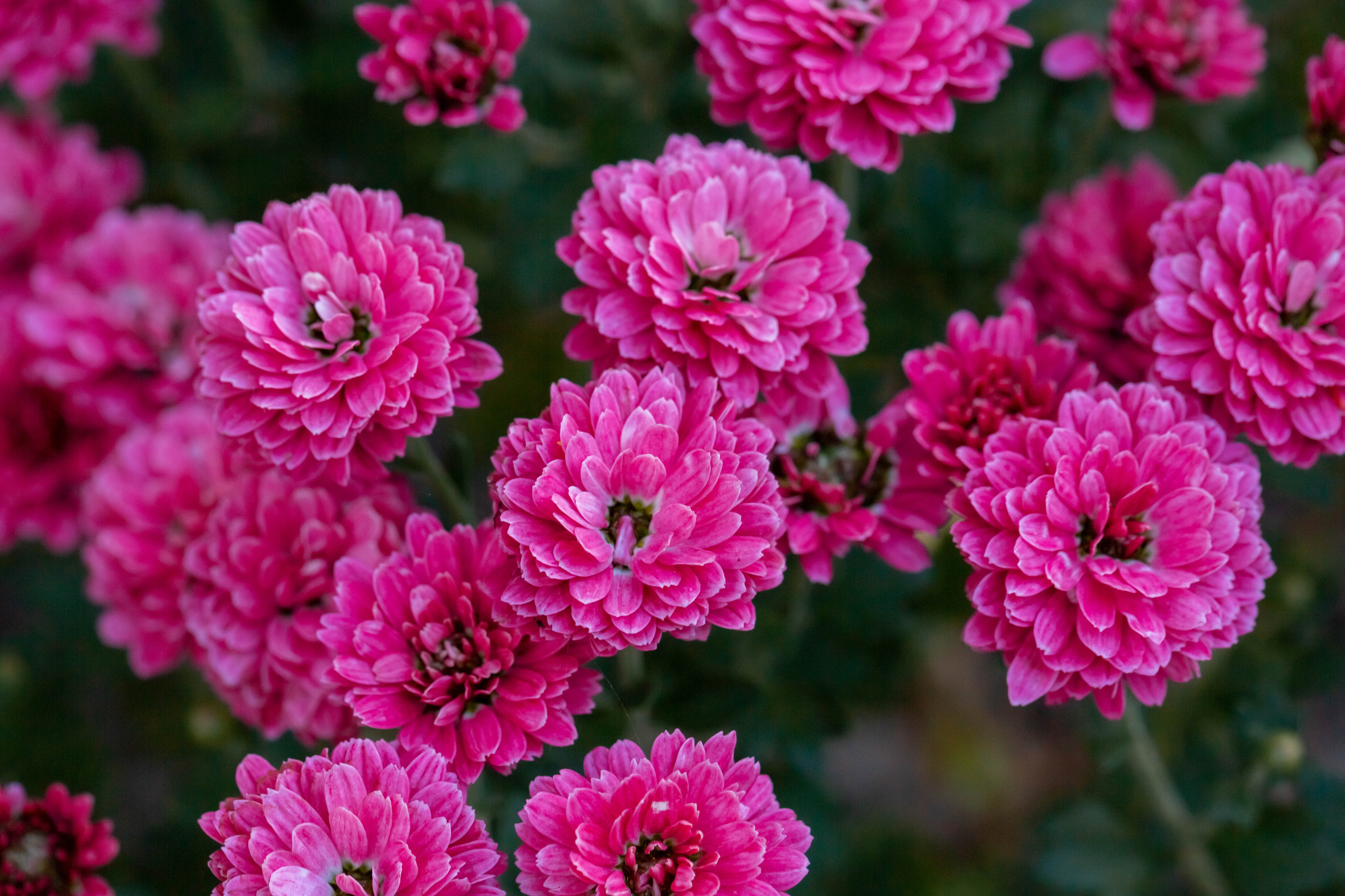 Download mobile wallpaper Plant, Flowering, Chrysanthemum, Bloom, Pink, Flowers for free.
