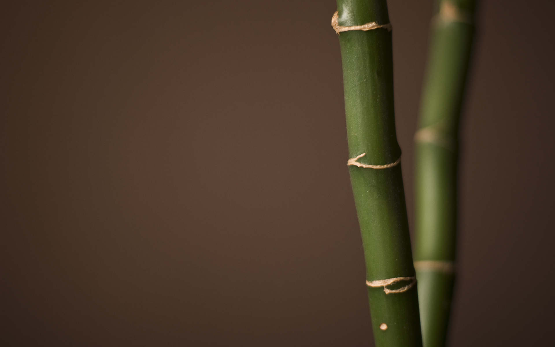 earth, bamboo
