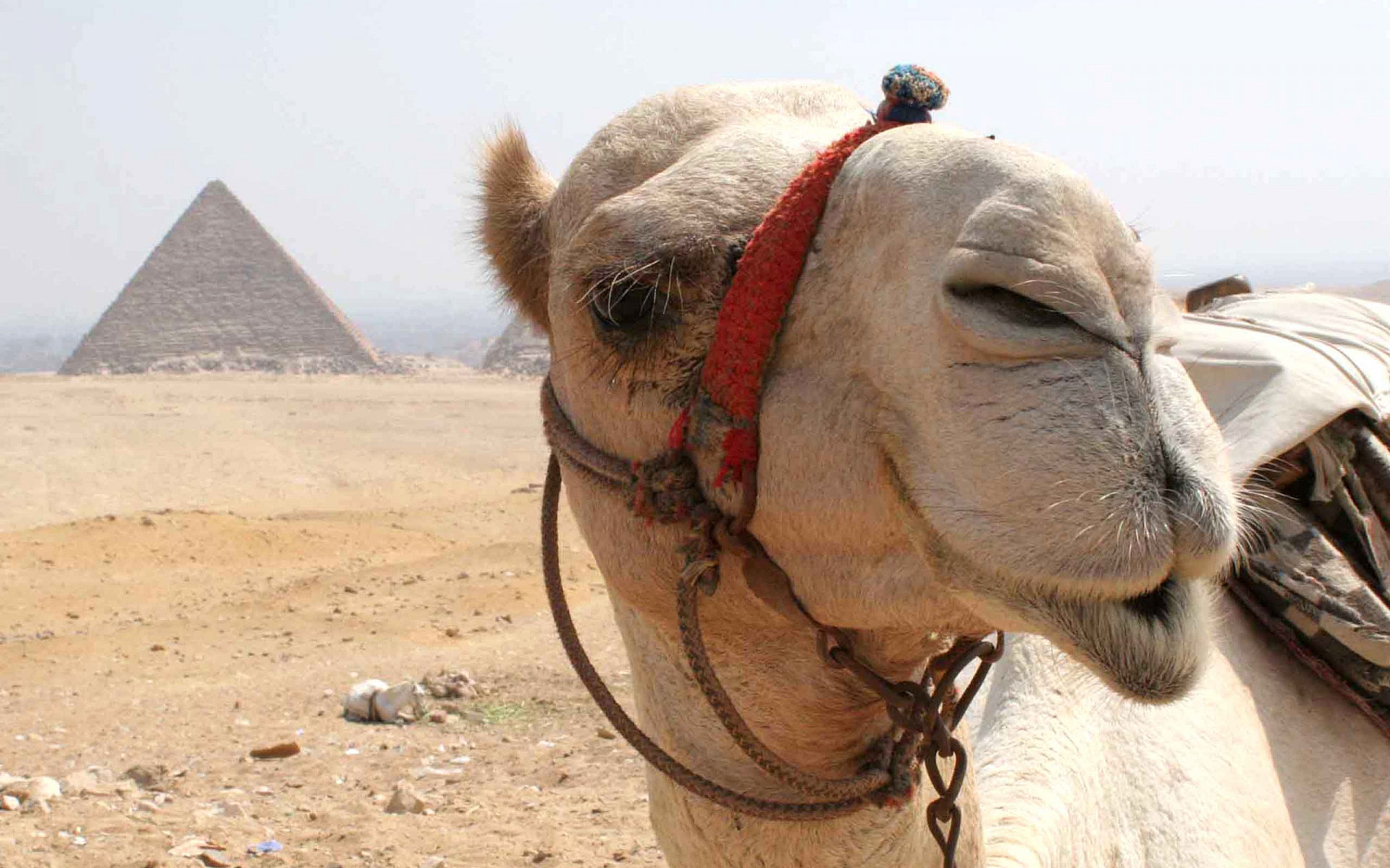 224126 下載圖片 动物, 骆驼 - 免費壁紙和屏保
