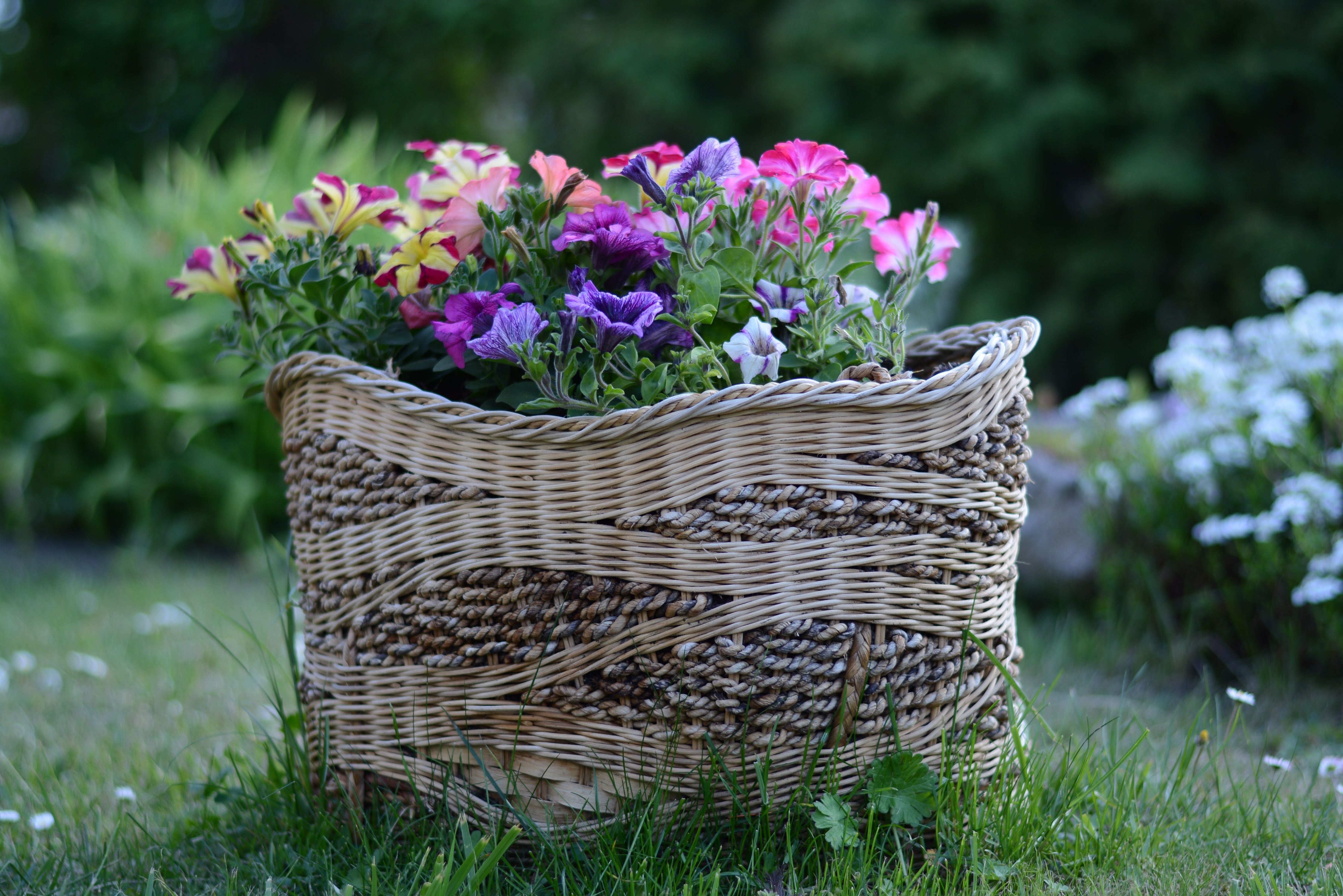 flowers, earth, petunia, basket, flower, garden Full HD