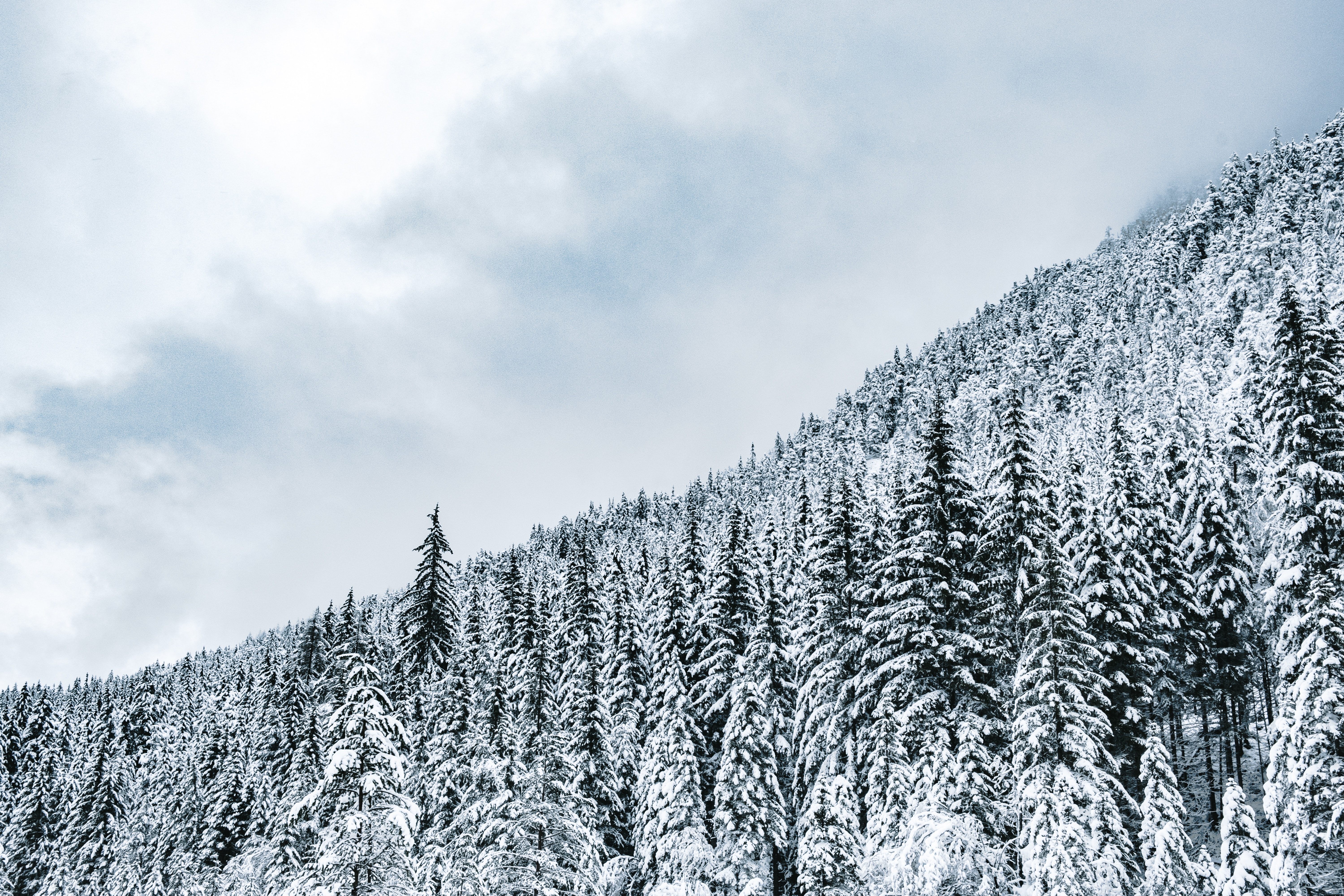 Скачать картинку Деревья, Заснеженный, Снег, Зима, Природа, Лес в телефон бесплатно.