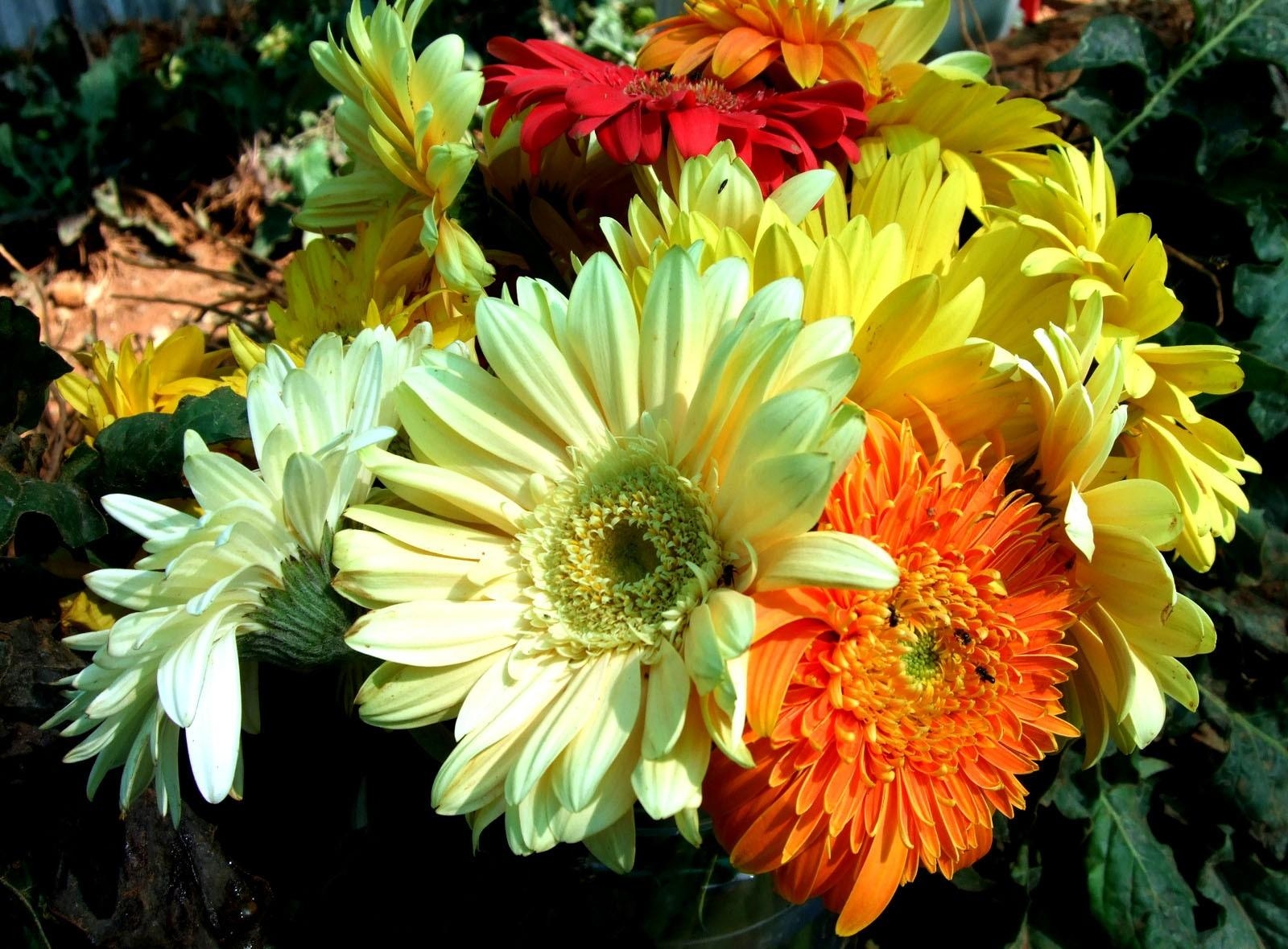 Laden Sie das Gerbera, Hell, Strauß, Bouquet, Blumen, Nahaufnahme, Nahansicht-Bild kostenlos auf Ihren PC-Desktop herunter