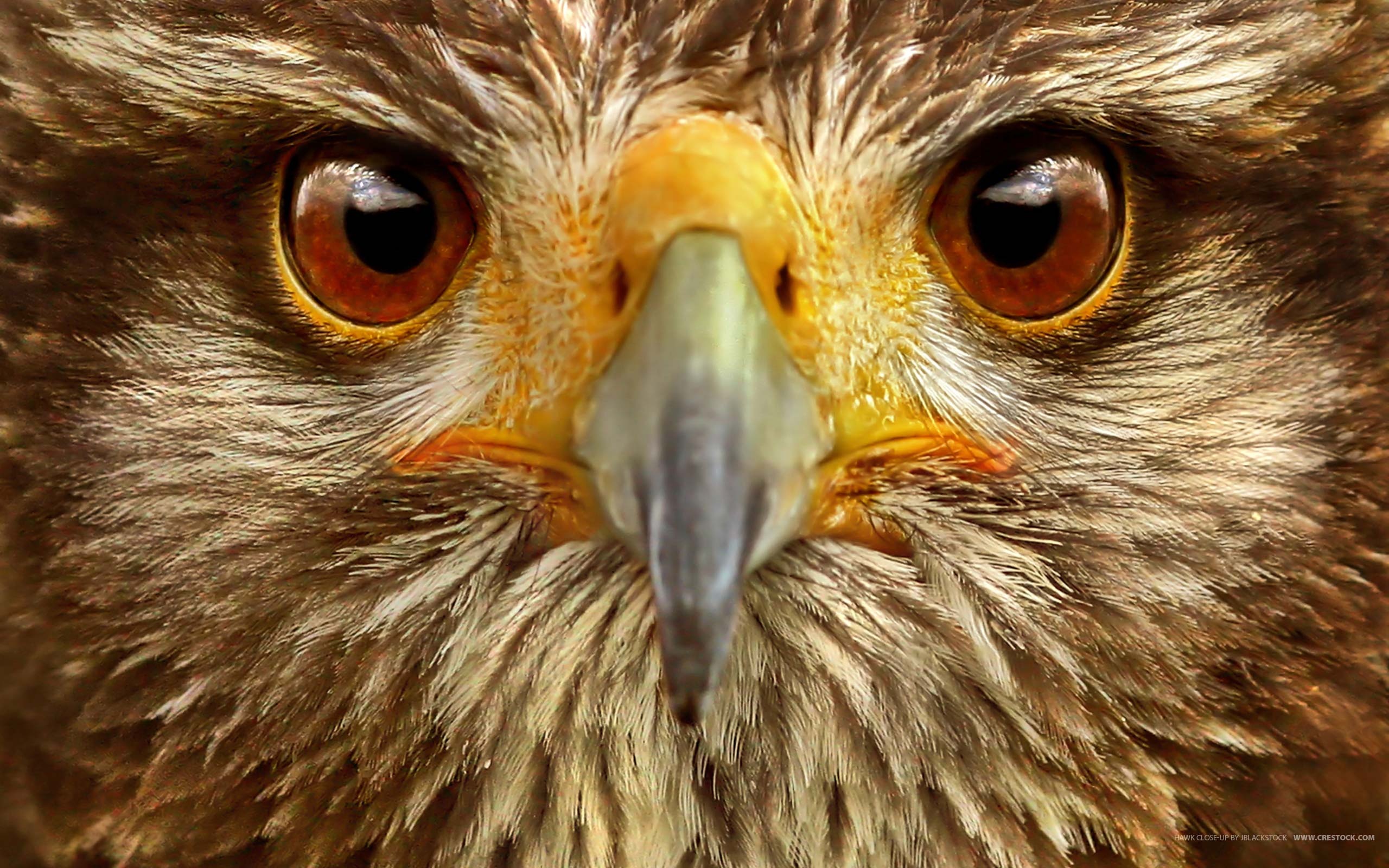 Цвет глаз птиц. Ястреб крючконос. Глаз орла. Глаза хищных птиц. Глаз Сокола.