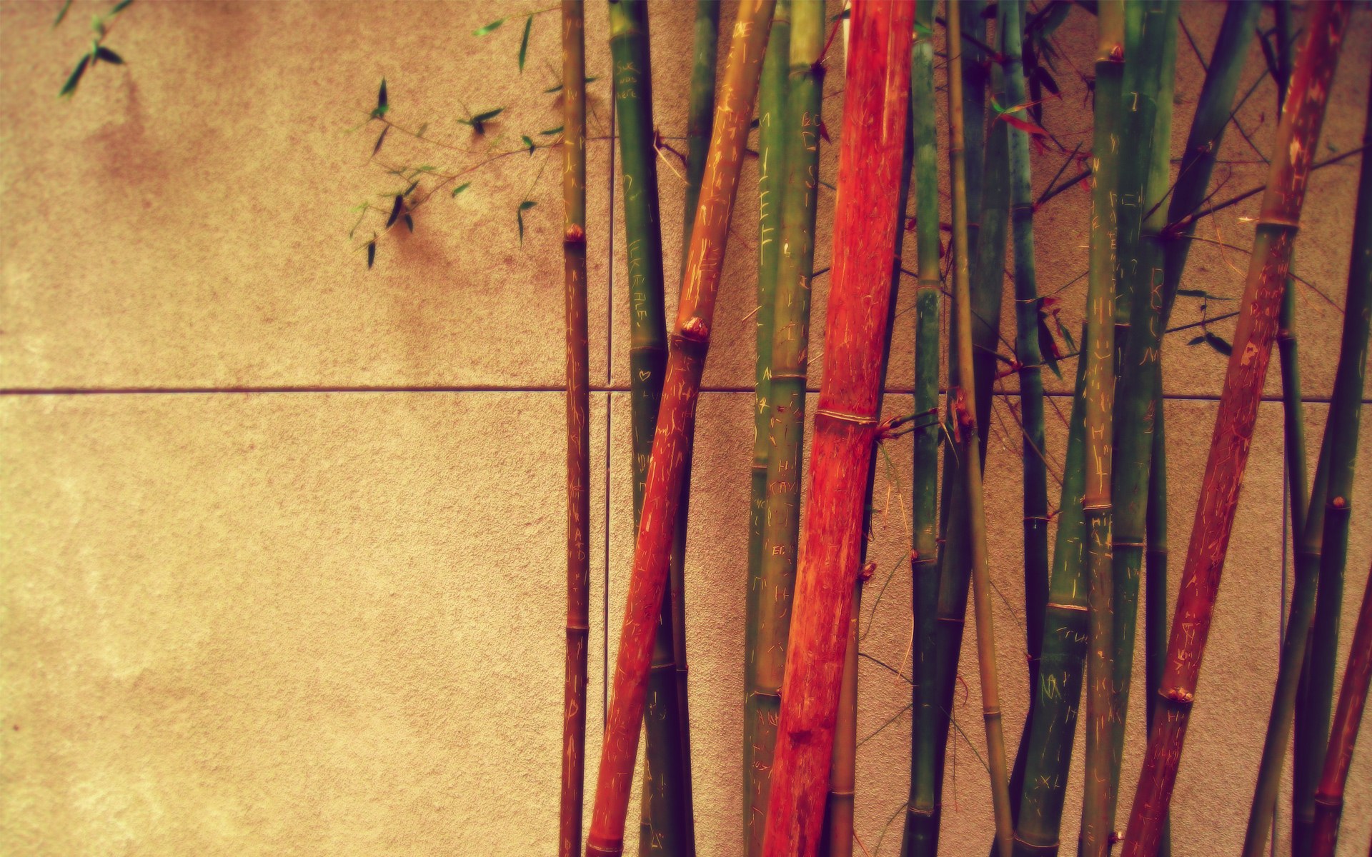 1920 x 1080 picture bamboo, earth