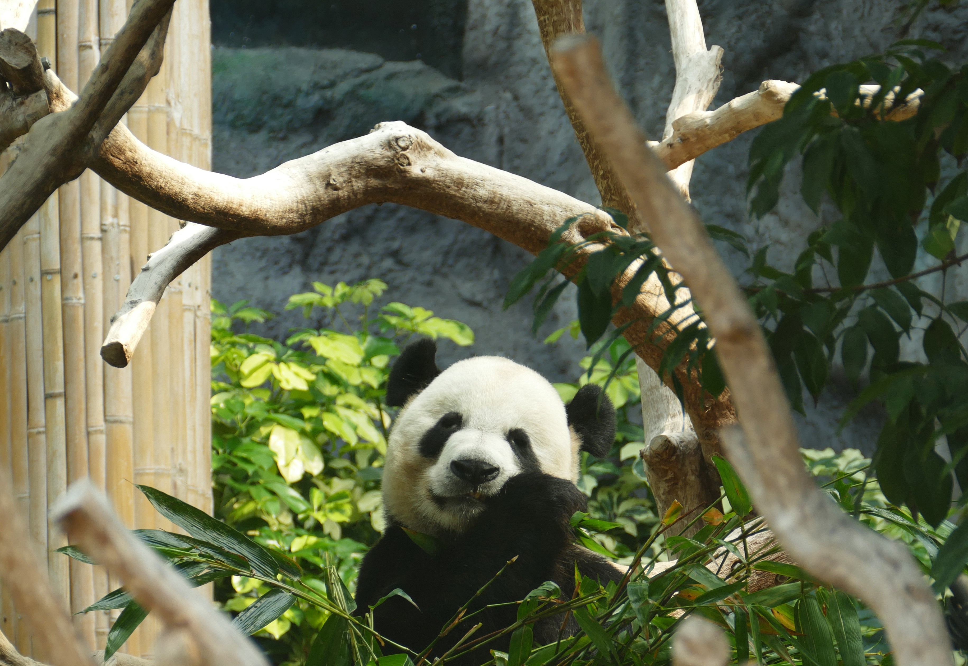 Handy-Wallpaper Tiere, Baum, Bambus, Holz, Panda kostenlos herunterladen.