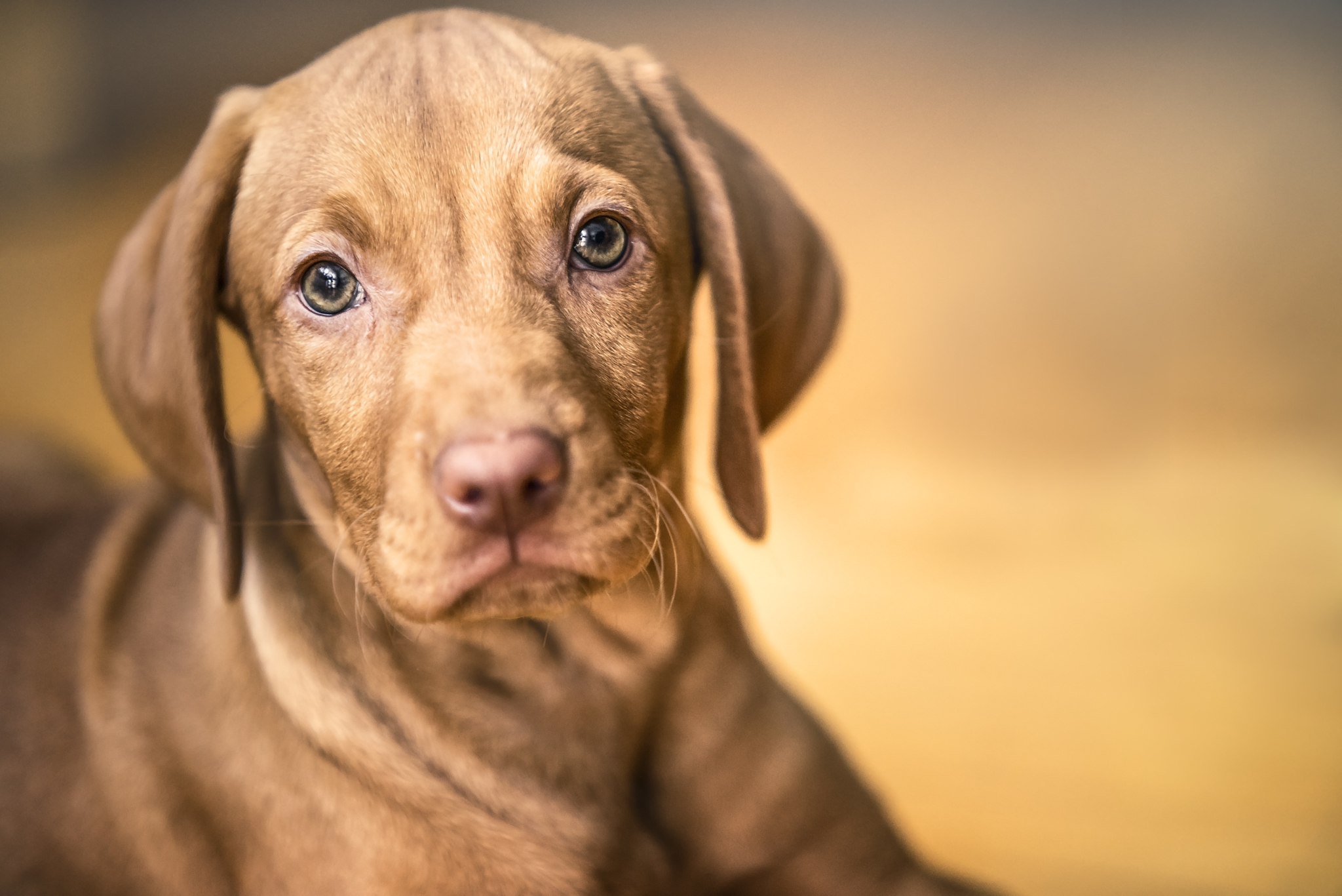 Dog years. Собачка прибавляет. Perrito.