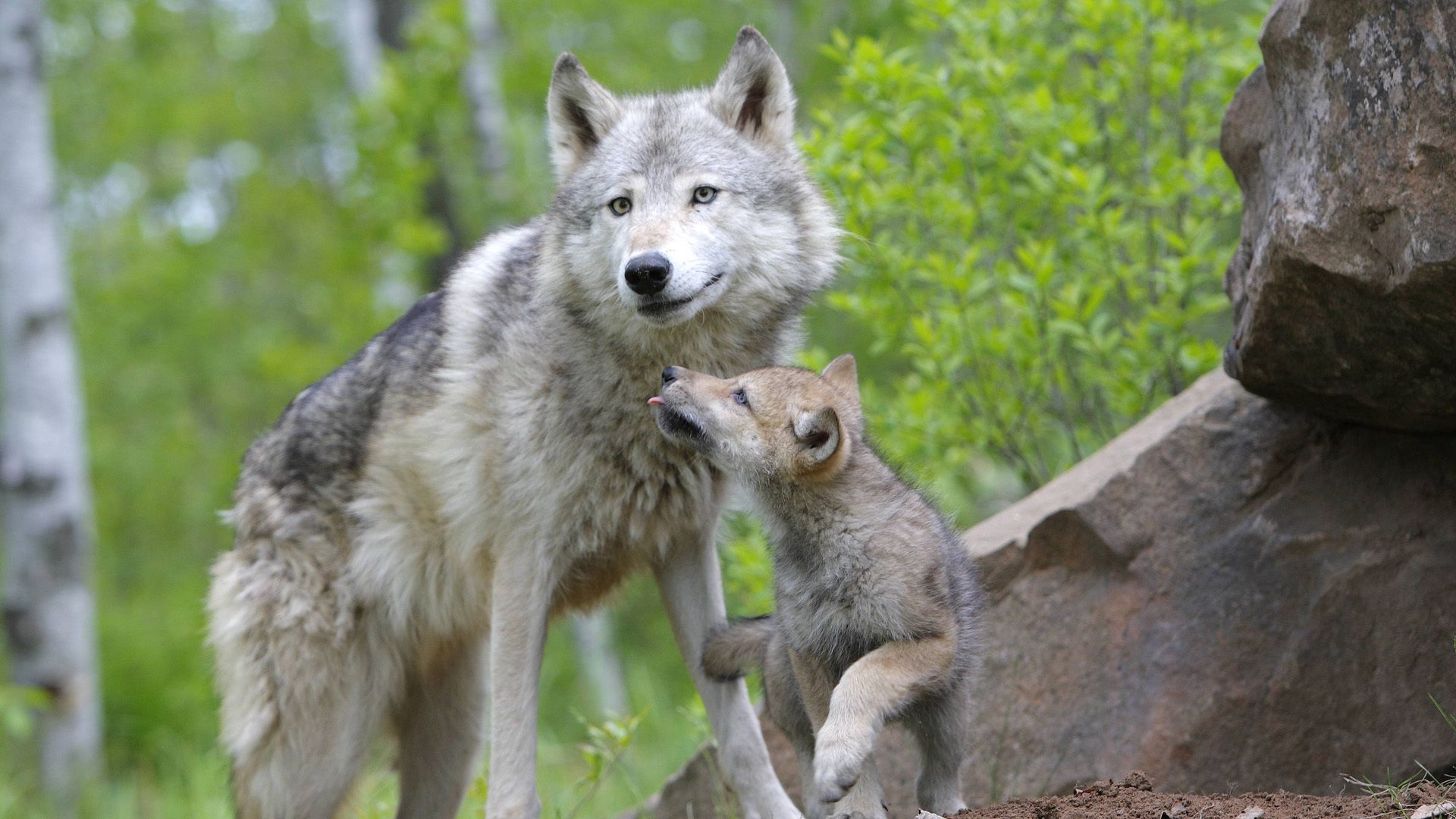 Laden Sie das Paar, Die Familie, Familie, Pflege, Wolfsjunge, Wolfjungen, Tiere, Wolf-Bild kostenlos auf Ihren PC-Desktop herunter