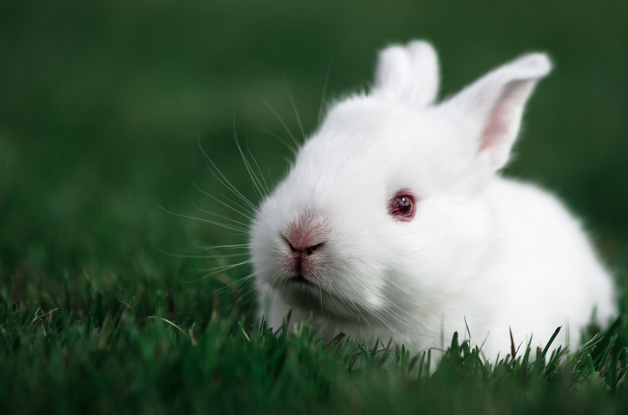 rabbit, animals, grass, white, muzzle Full HD