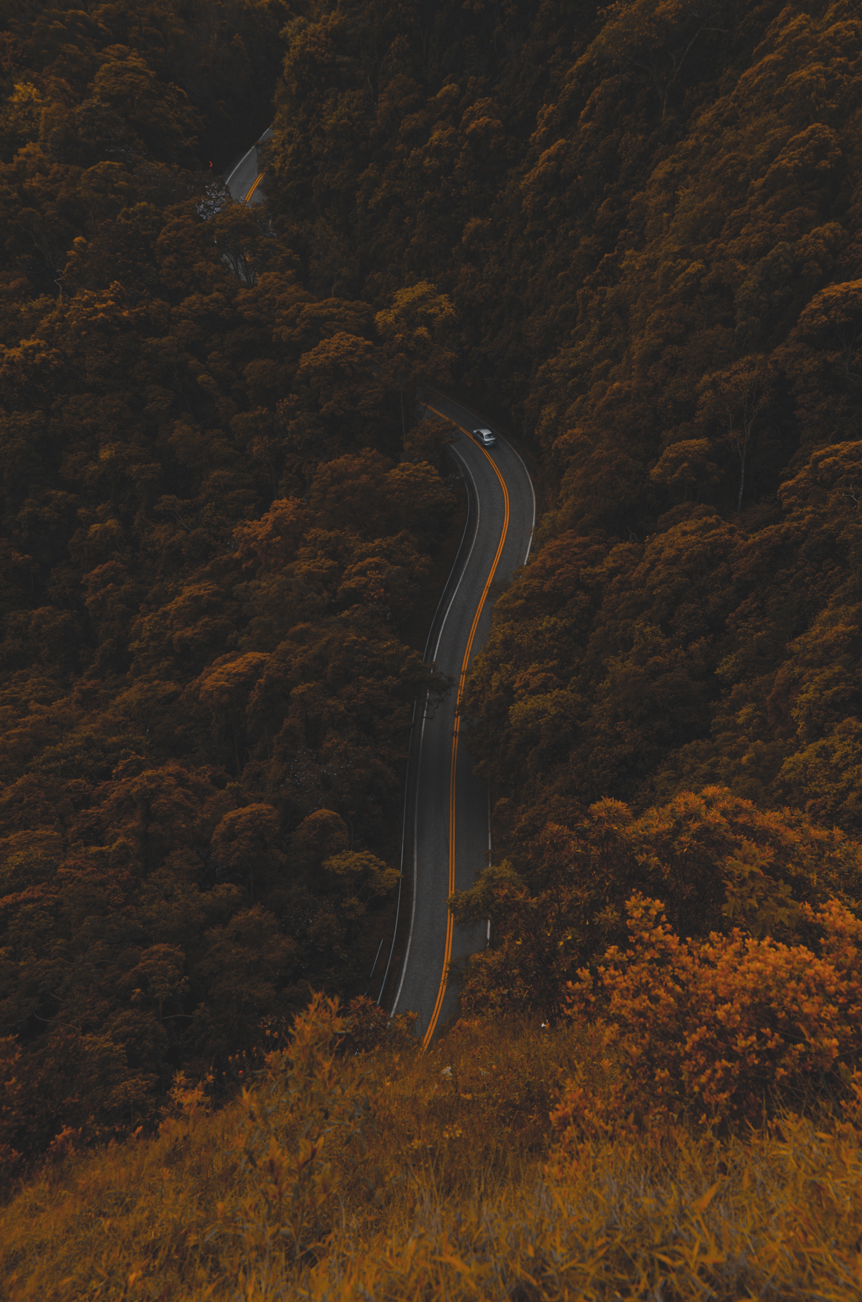 foliage, nature, autumn, view from above, road, forest