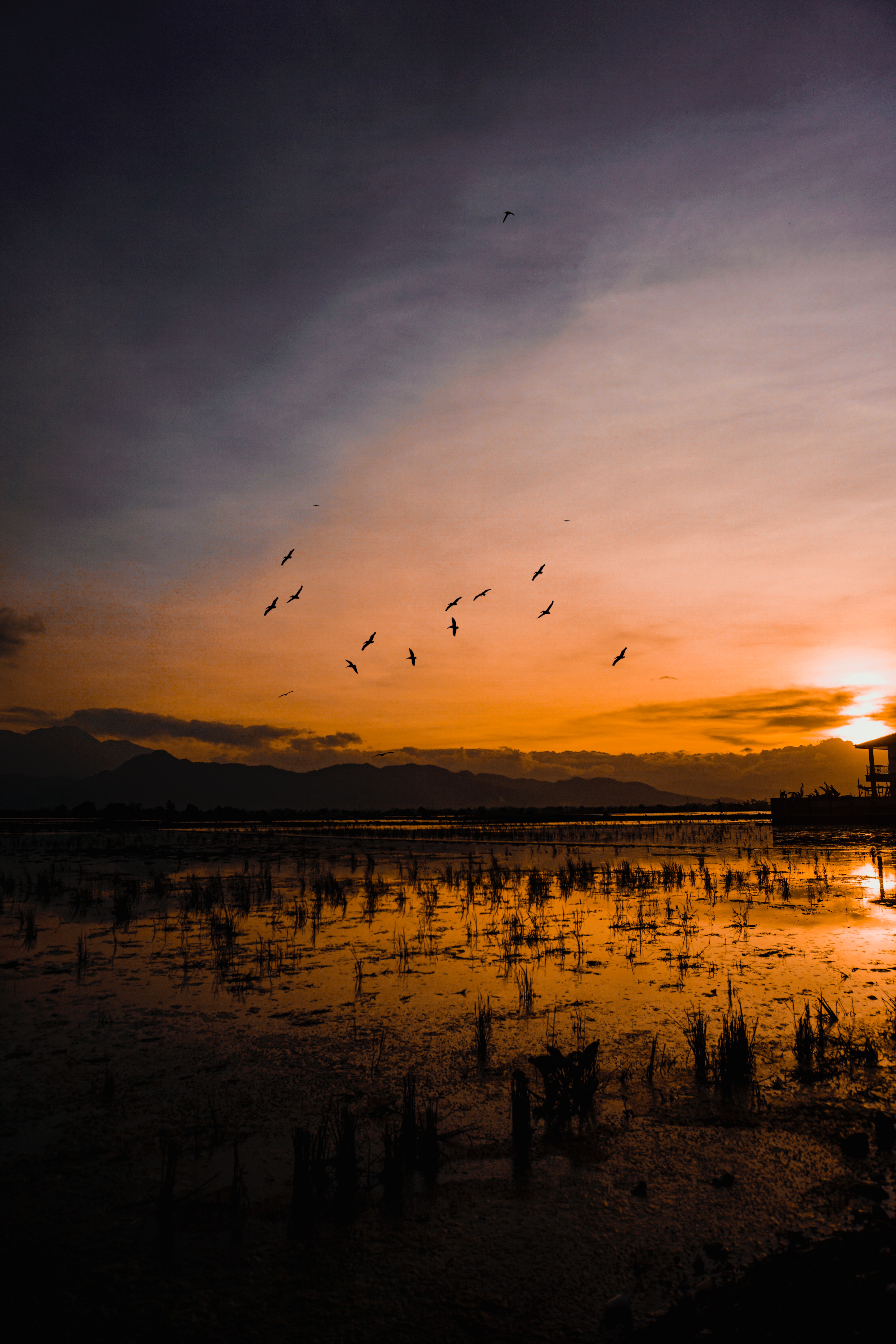 indonesia, horizon, sunset, nature, birds, water, silhouettes