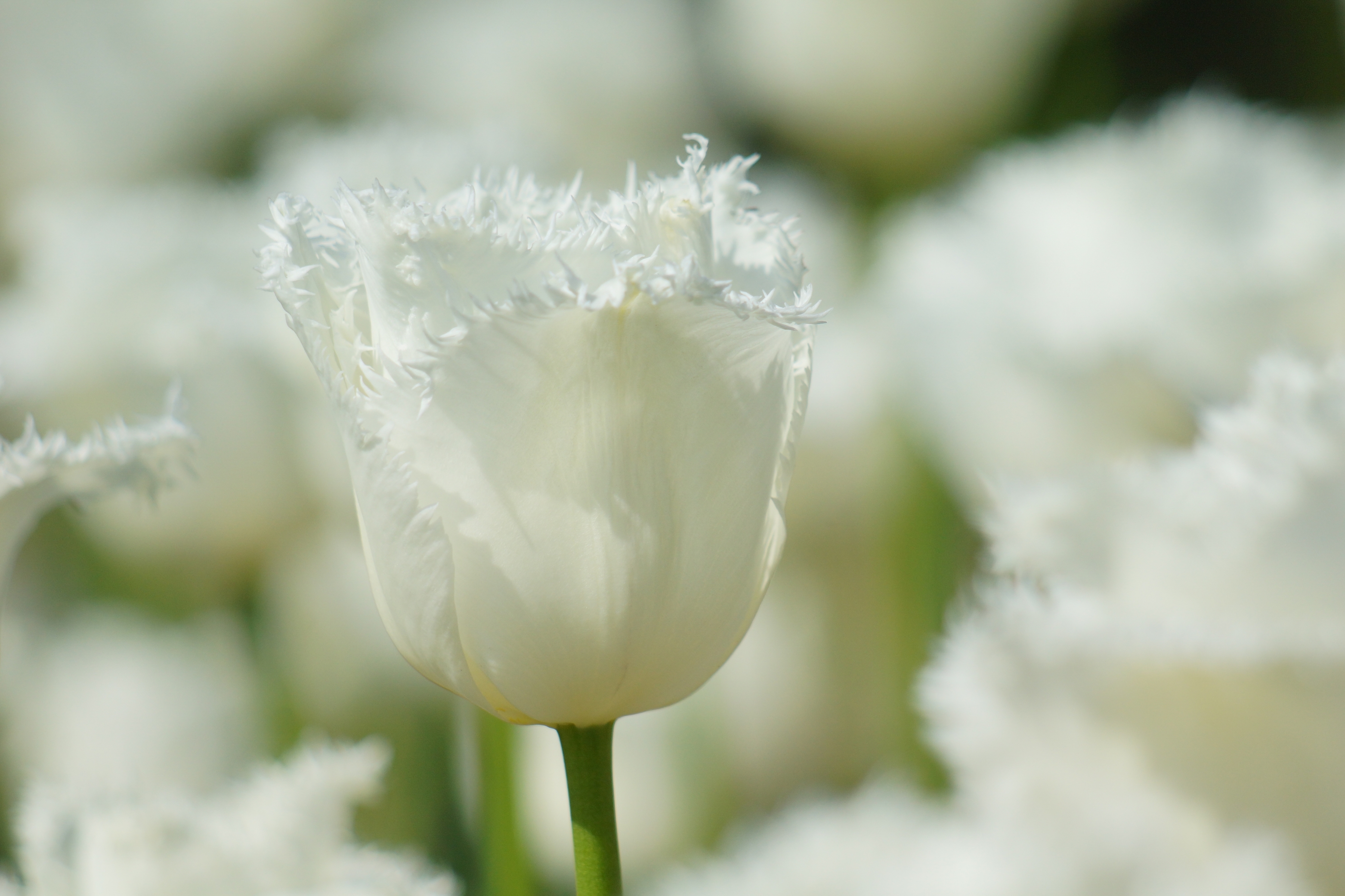 Весна белые тюльпаны