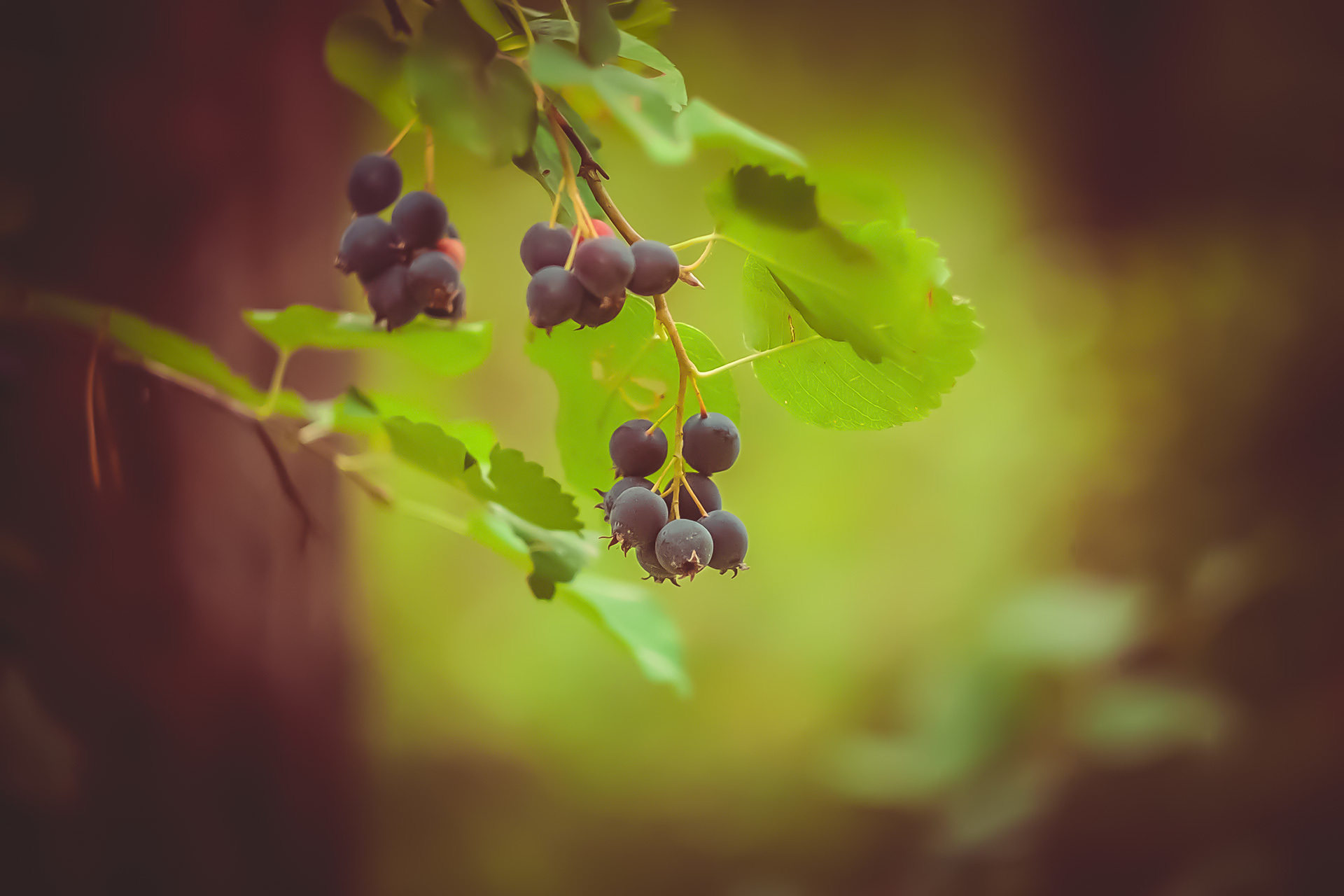 branch, macro, leaves, berry, irga, juneberry Full HD