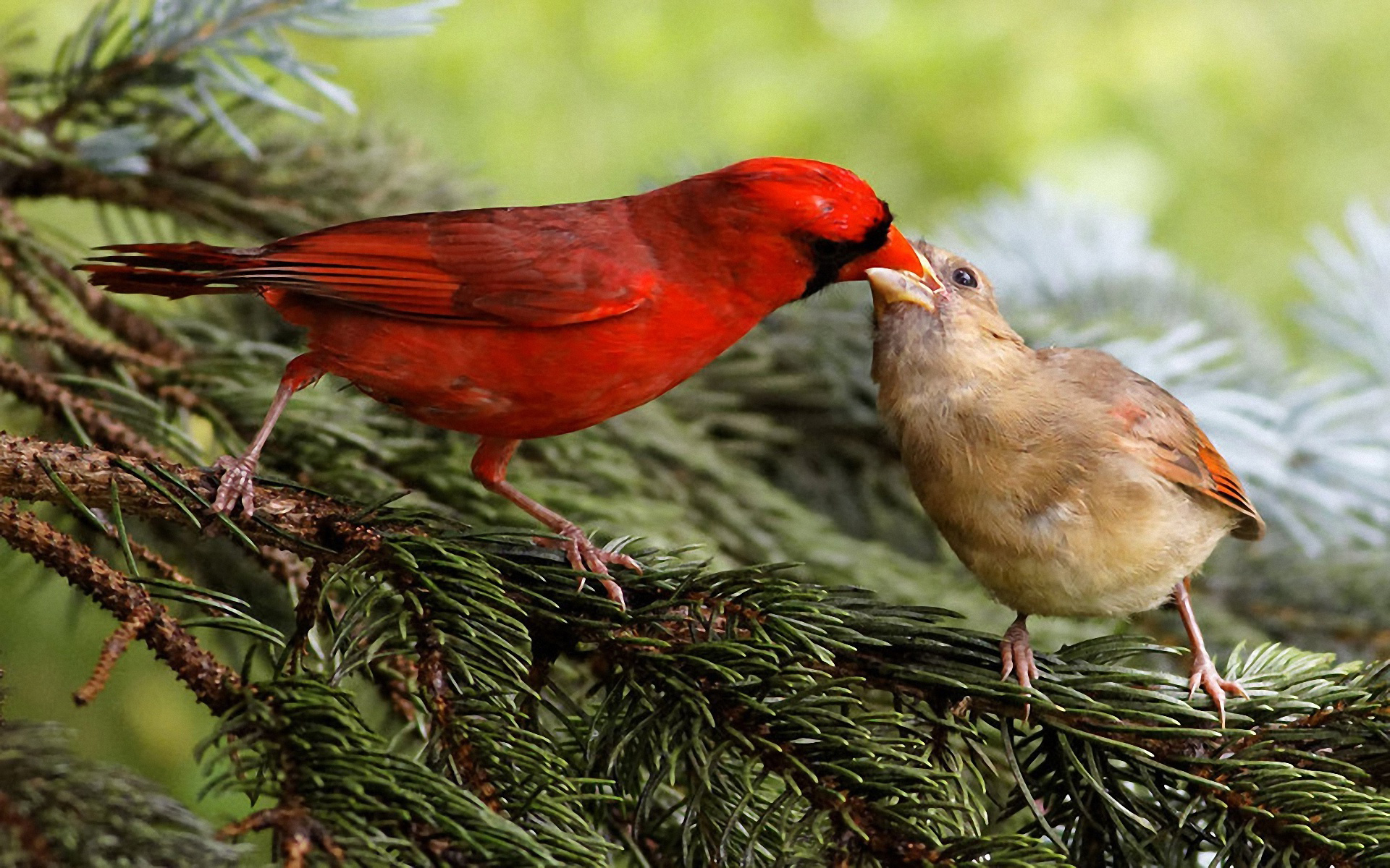 Птенцы кардинала