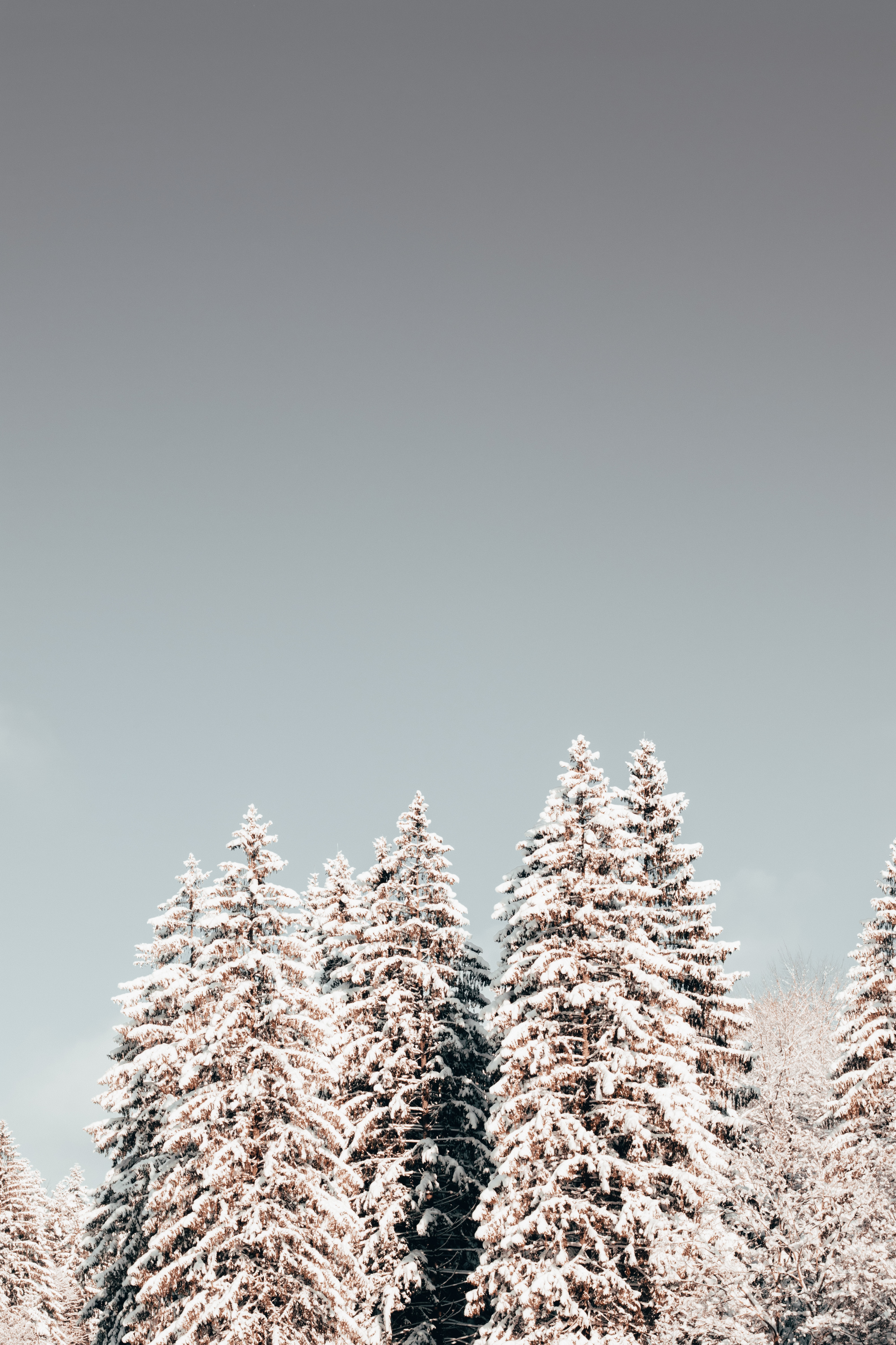 148515 завантажити картинку зима, природа, дерева, сосни, сніг - шпалери і заставки безкоштовно