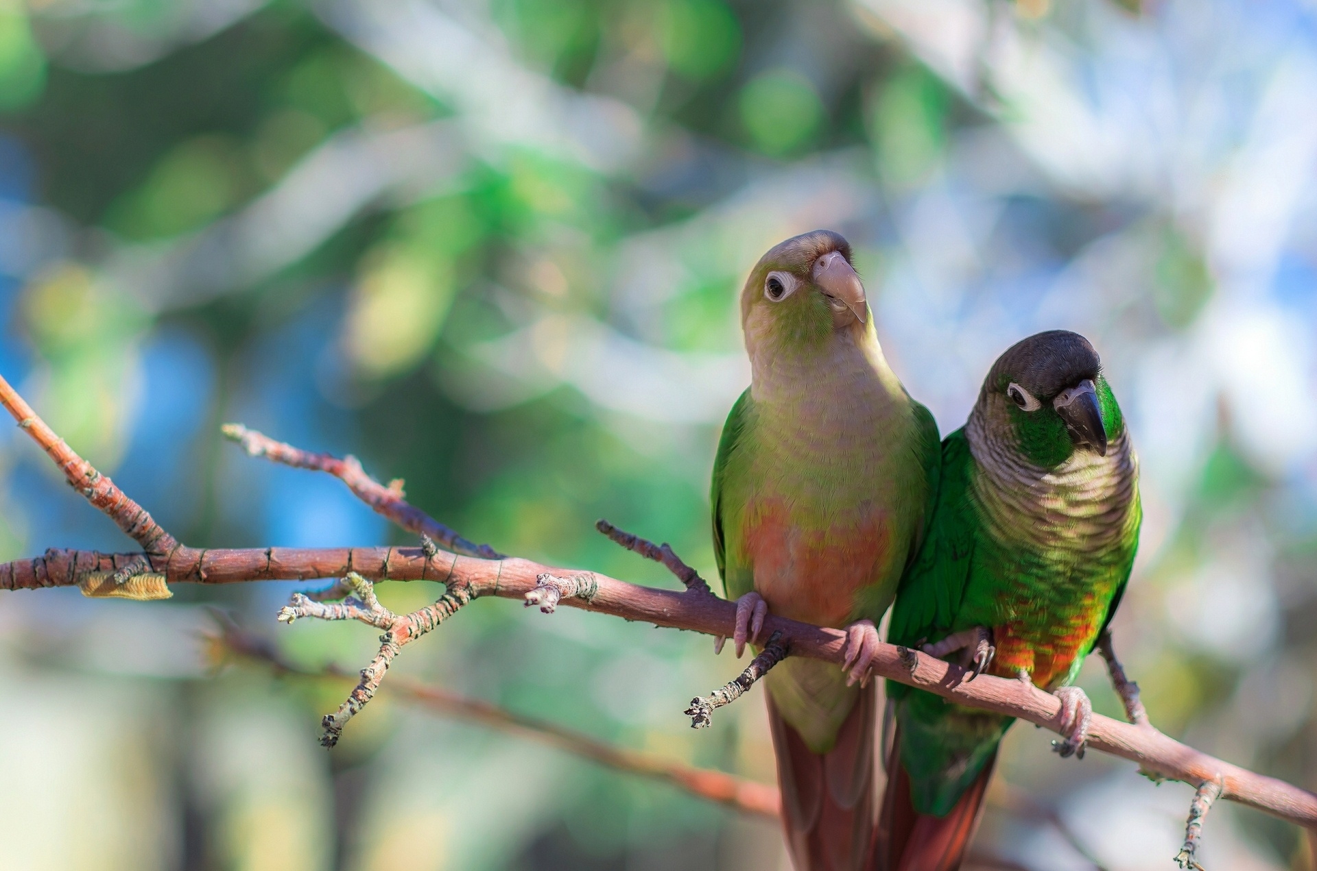 Free download wallpaper Animals, Sit, Branch, Bird, Parrots on your PC desktop