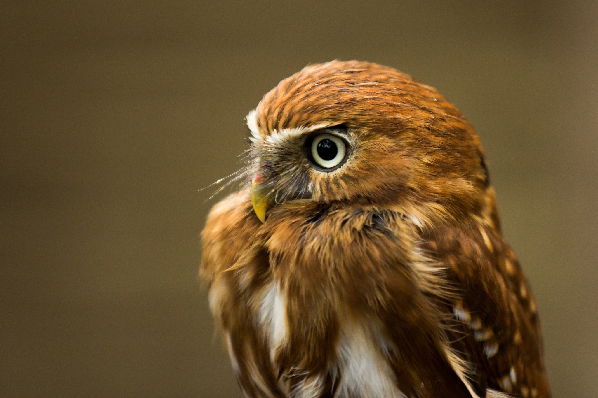 Download PC Wallpaper bird, owl, animals, predator