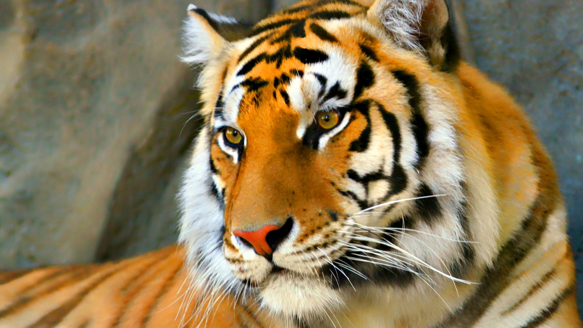 1499237 descargar fondo de pantalla animales, tigre, bengala, de cerca: protectores de pantalla e imágenes gratis