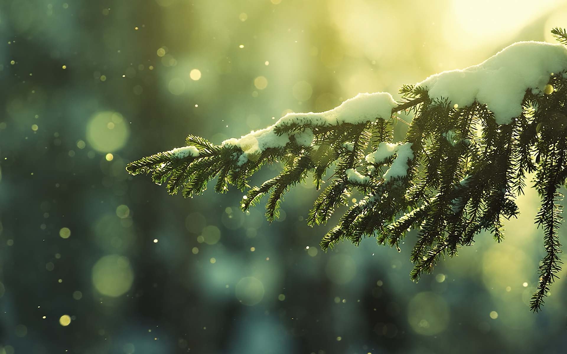 fir trees, plants, trees, snow, green HD wallpaper