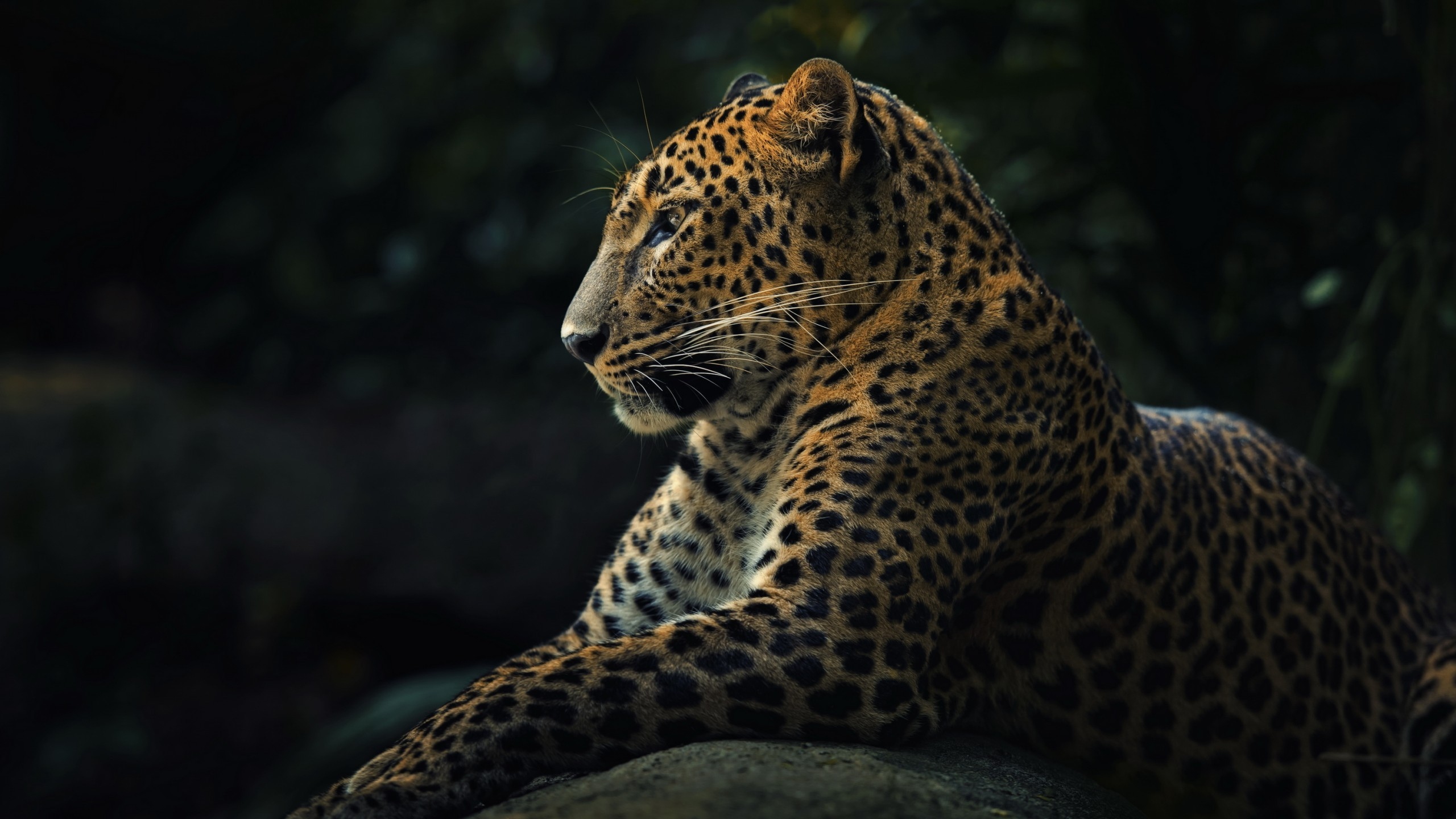 animal, leopard, whiskers, cats HD wallpaper