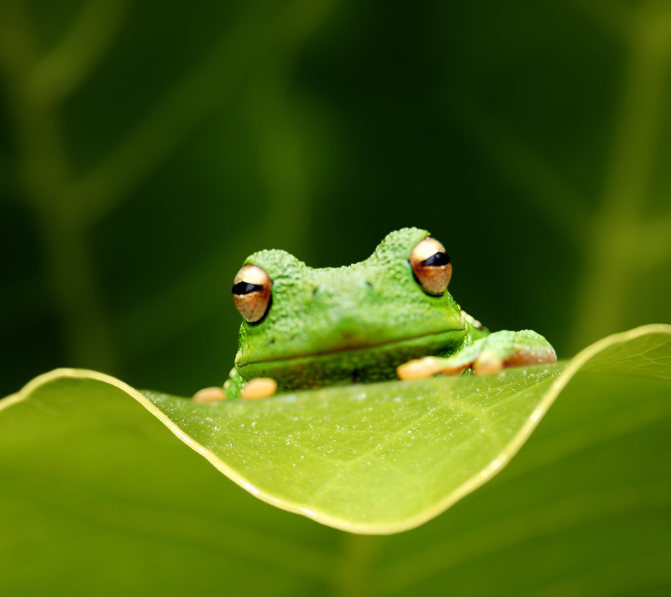 Baixar papel de parede para celular de Animais, Frogs gratuito.
