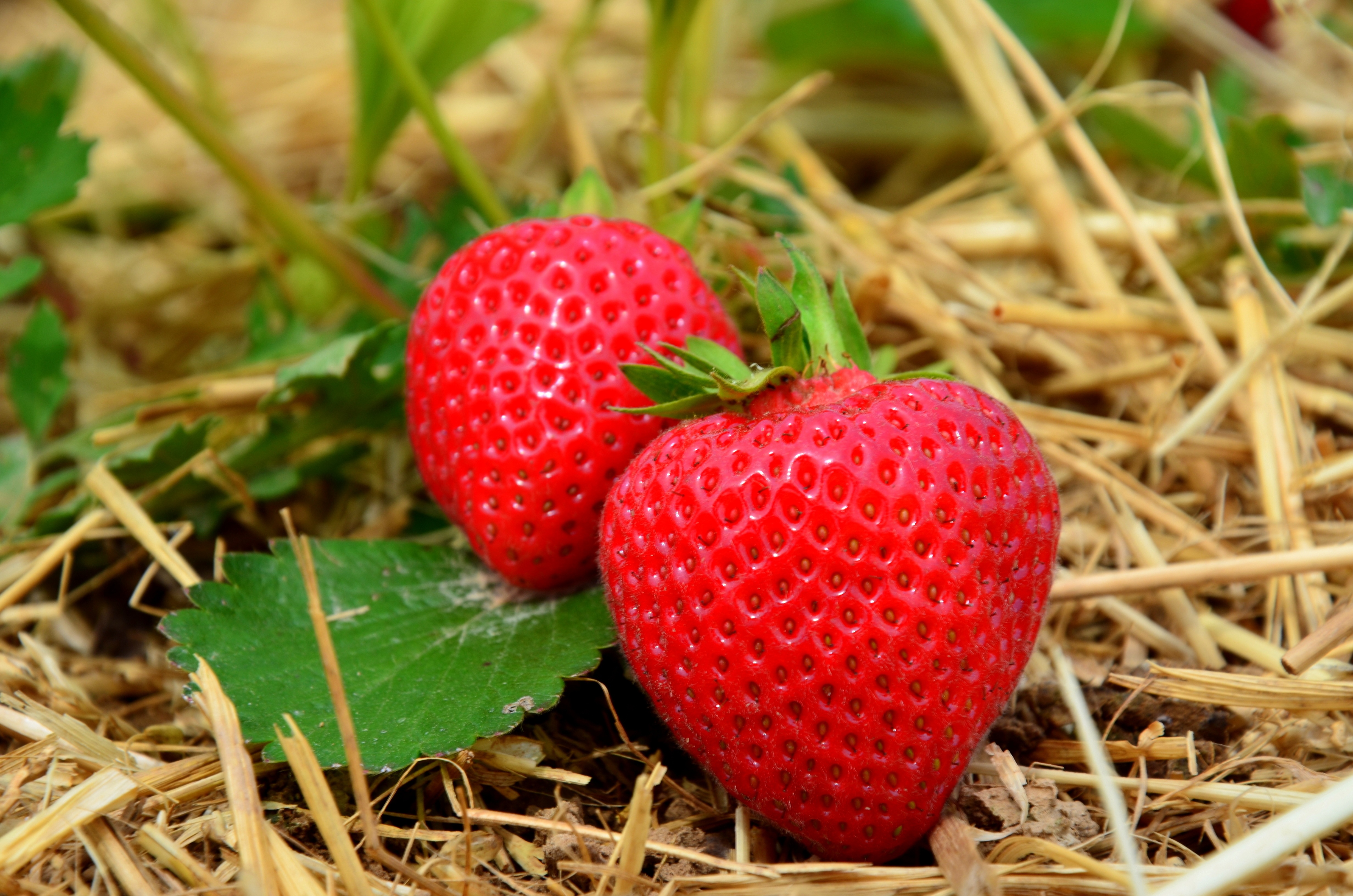 ripe, food, strawberry, grass, berries, close up