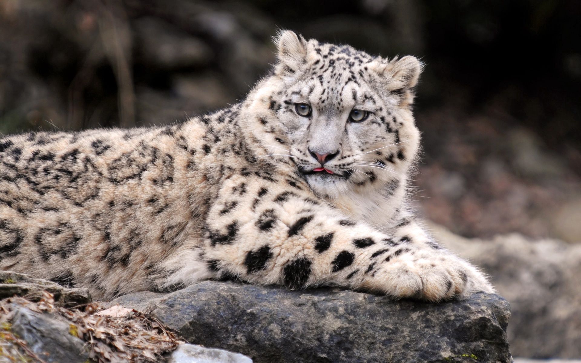 lie, snow leopard, animals, to lie down, predator, fat, thick
