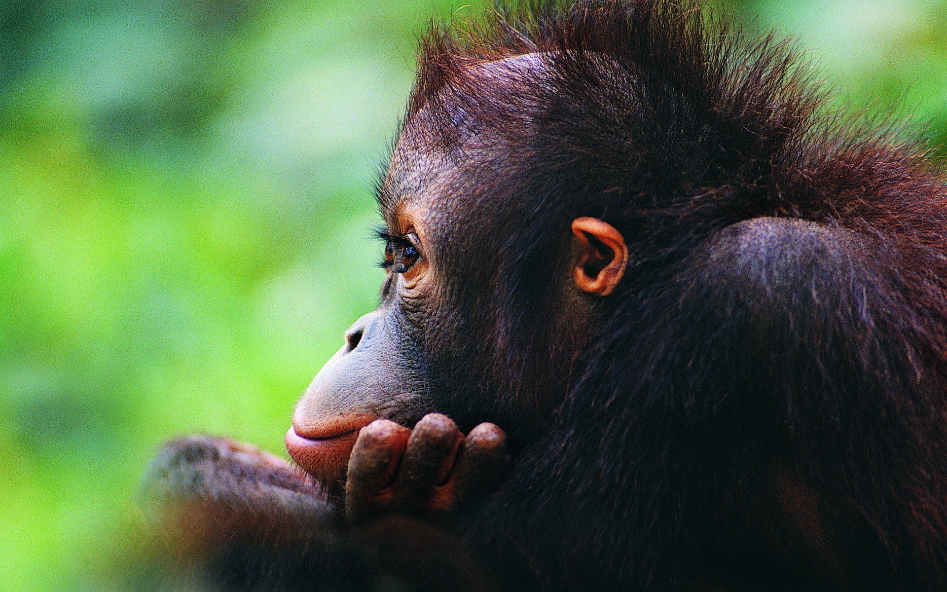 300900 baixar imagens animais, orangotango, macacos - papéis de parede e protetores de tela gratuitamente