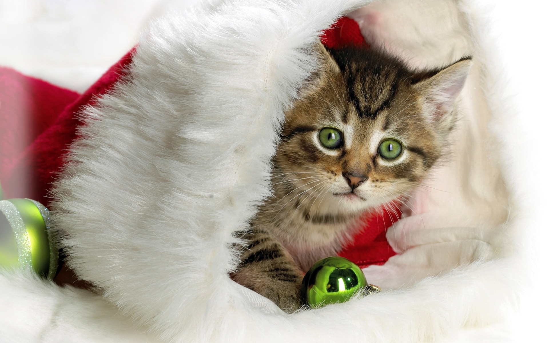Download mobile wallpaper New Year, Holidays, Animals, Cats for free.