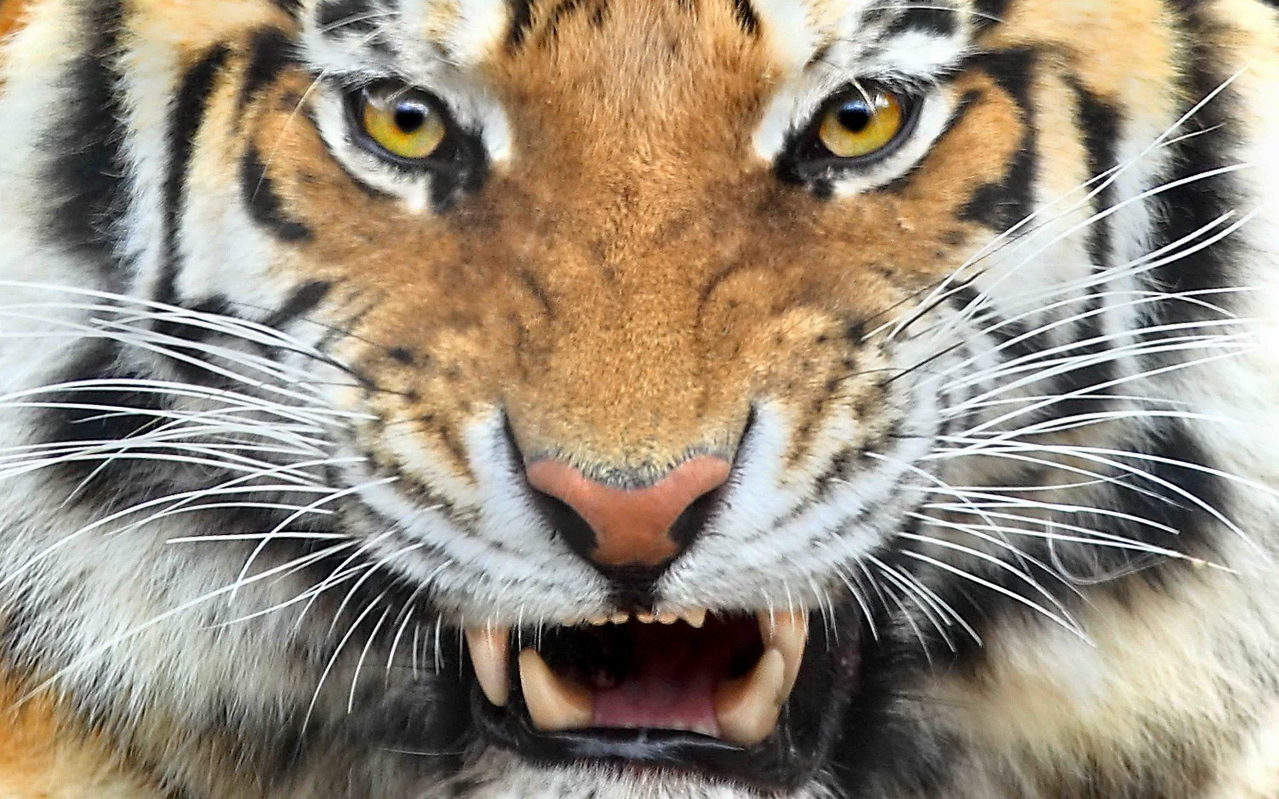 Амурский тигр оскал