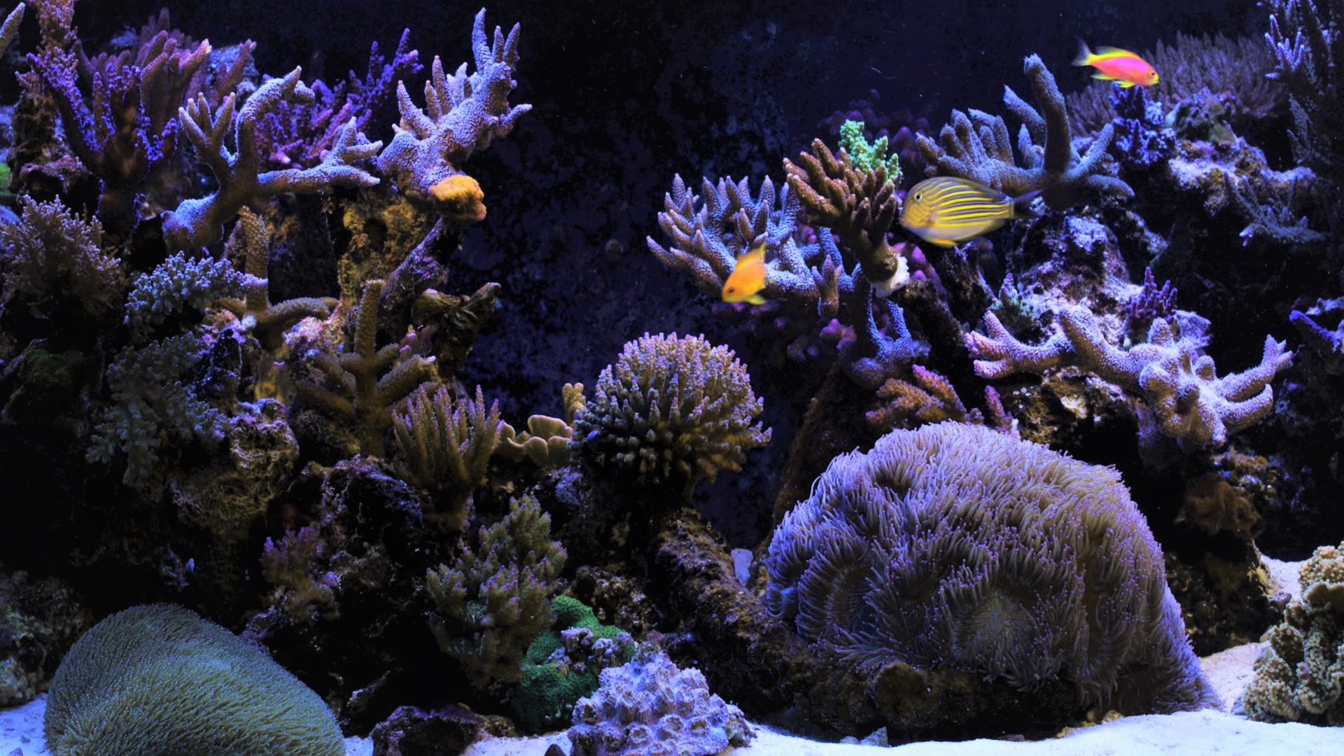 428467 Bild herunterladen tiere, fisch, aquarium, koralle, lila, tropischer fisch, fische - Hintergrundbilder und Bildschirmschoner kostenlos
