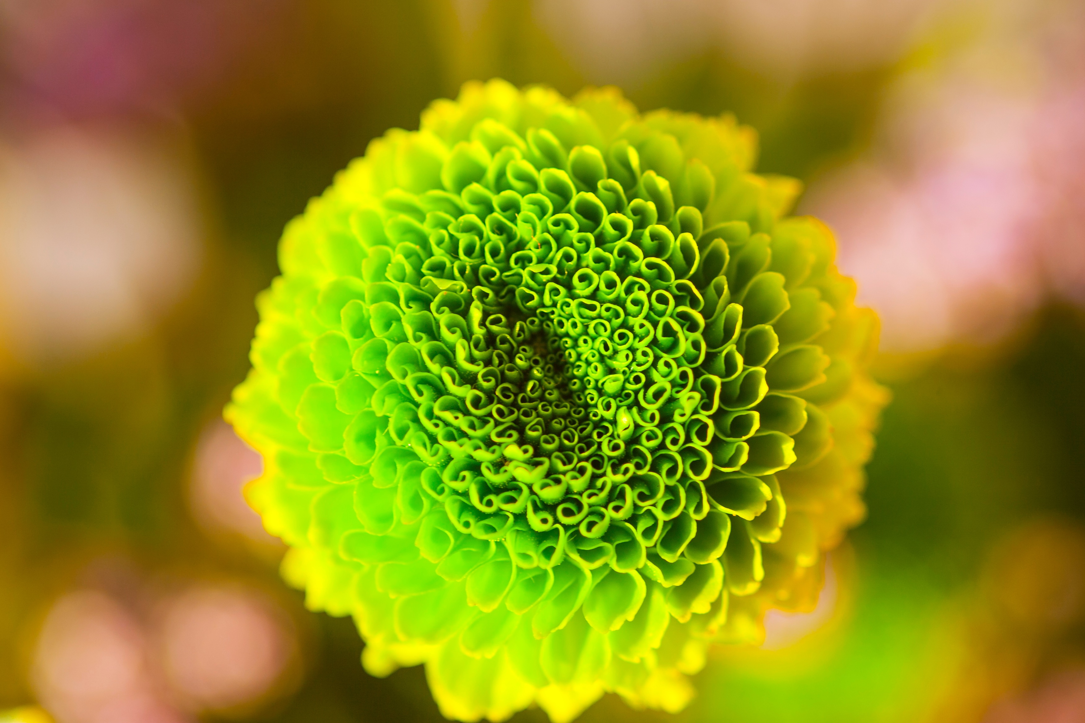 macro, green, light green, flower, bud, close up, salad High Definition image