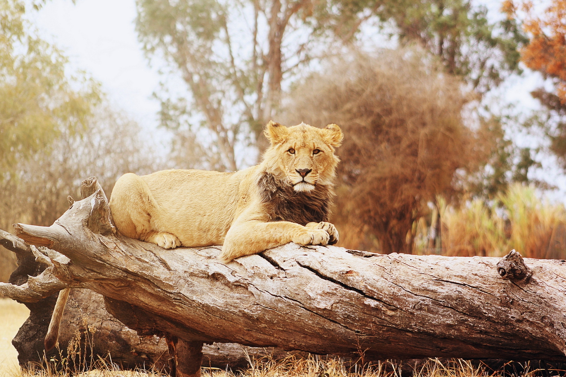 免费下载动物, 捕食者, 躺下来, 躺下, 一只狮子, 狮子座, 大猫, 日志, 原木手机壁纸。