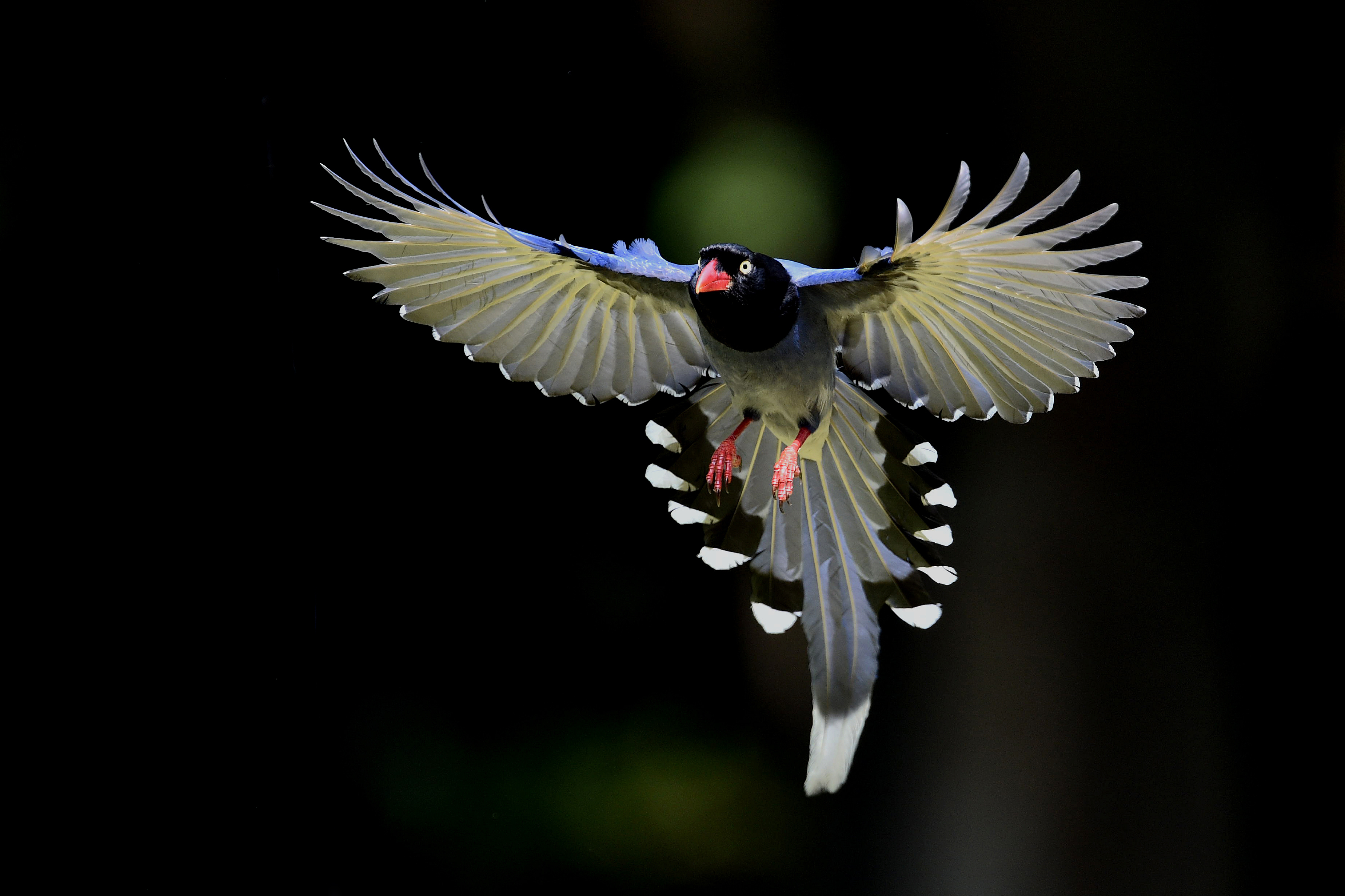 flight, animal, taiwan blue magpie, bird, magpie, birds