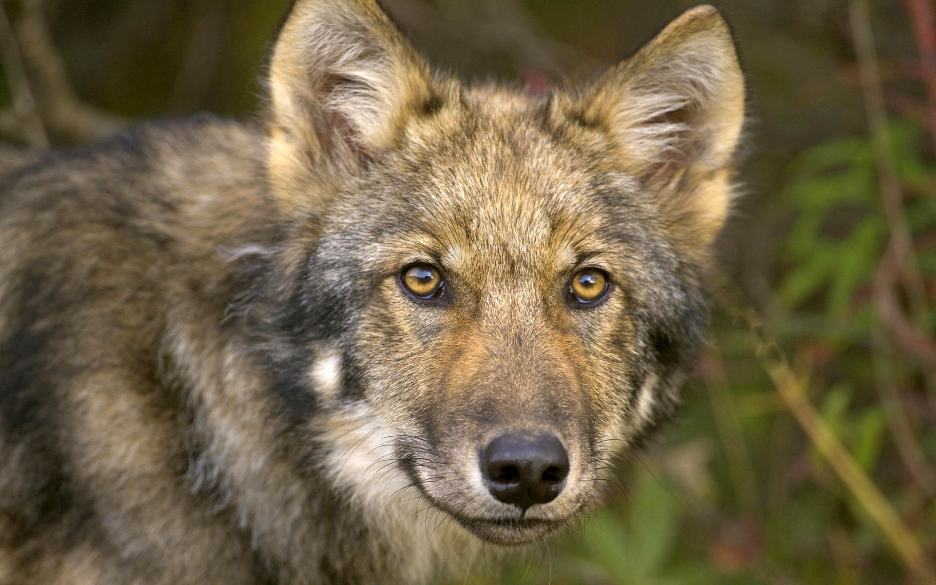 Download mobile wallpaper Opinion, Sight, Hunt, Muzzle, Animals, Forest, Hunting, Wolf for free.