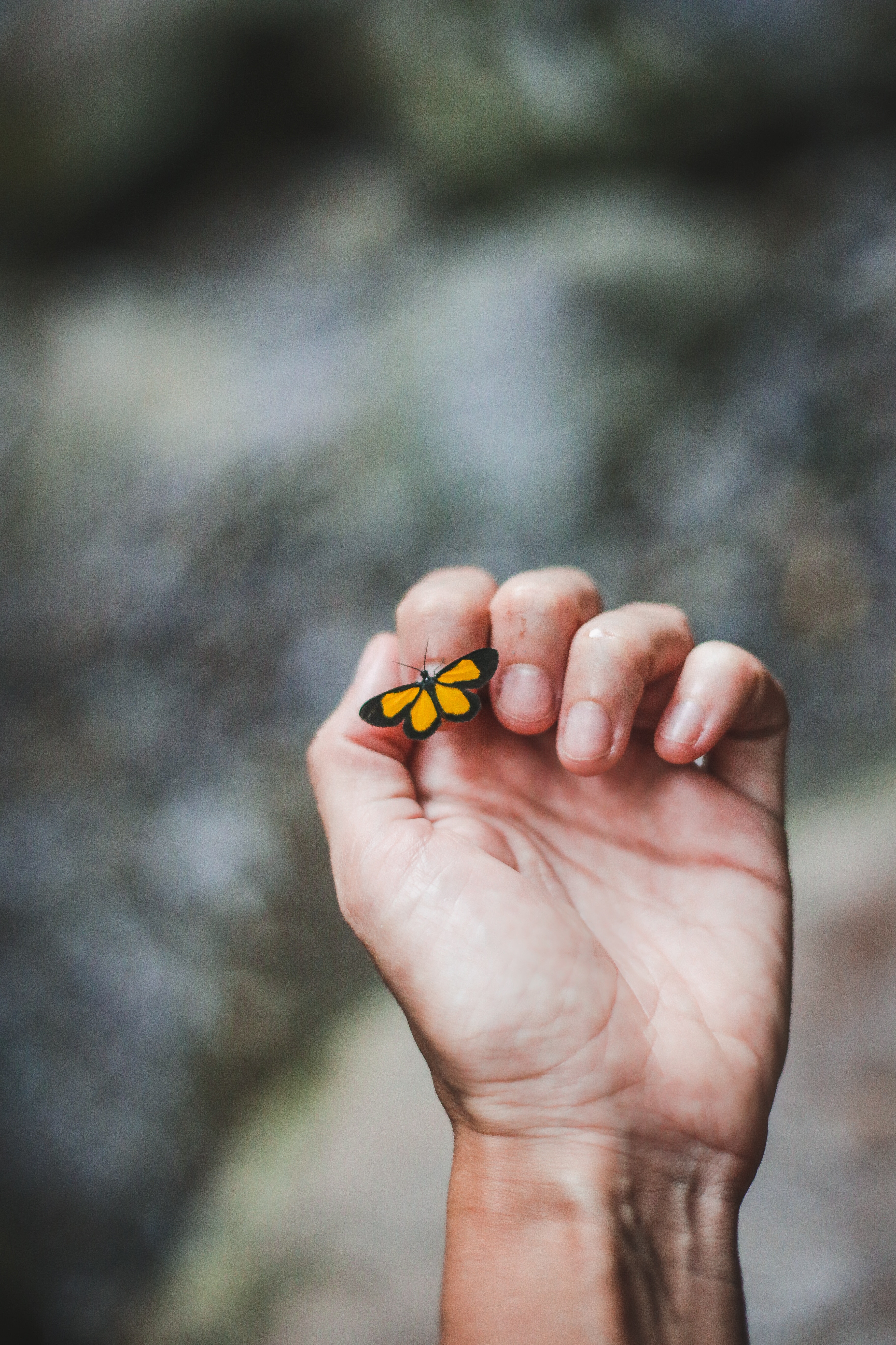 Download mobile wallpaper Miscellaneous, Miscellanea, Hand, Fingers, Touch, Touching, Butterfly for free.