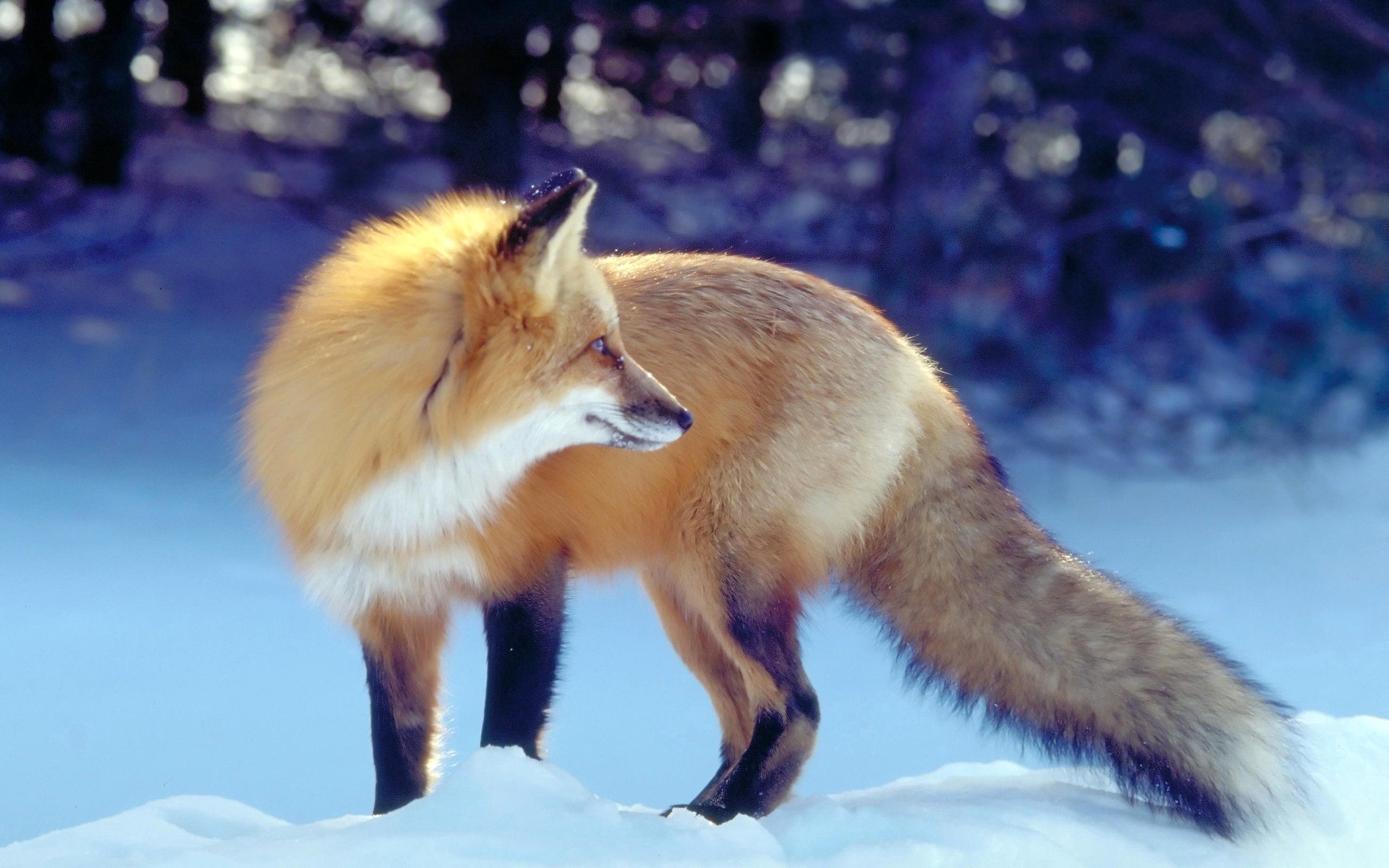 animals, winter, snow, fox, predator, hunting, hunt, tail, expectation, waiting