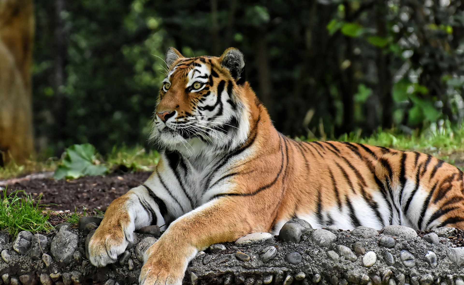 тайланд тигры