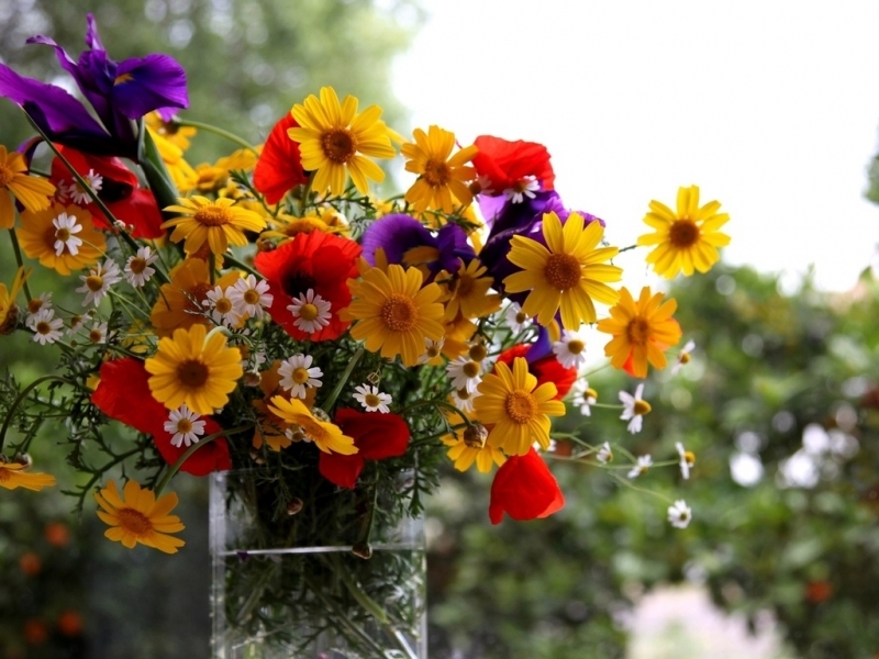 免费下载植物, 花卉手机壁纸。