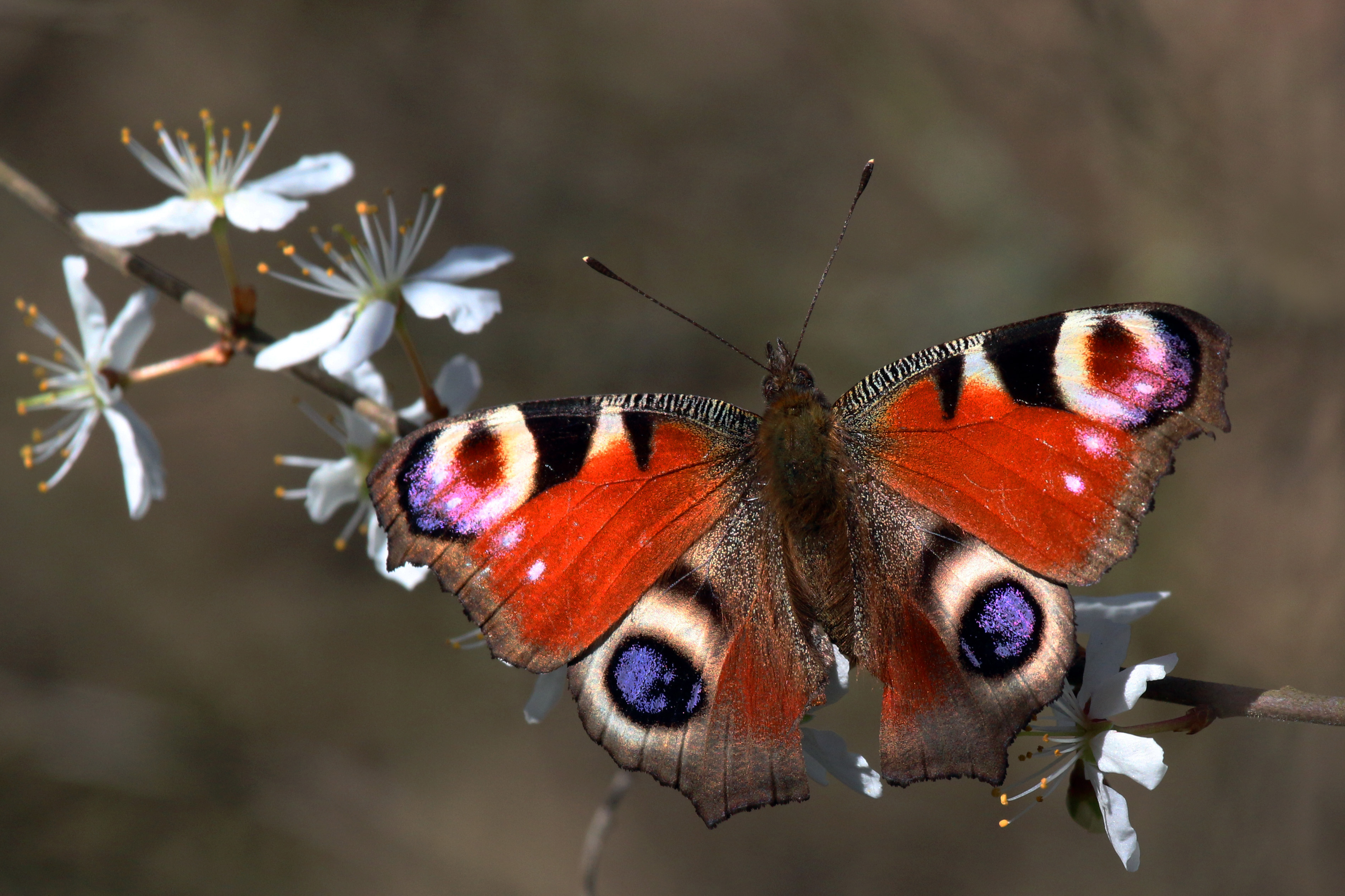 Peacock бабочка
