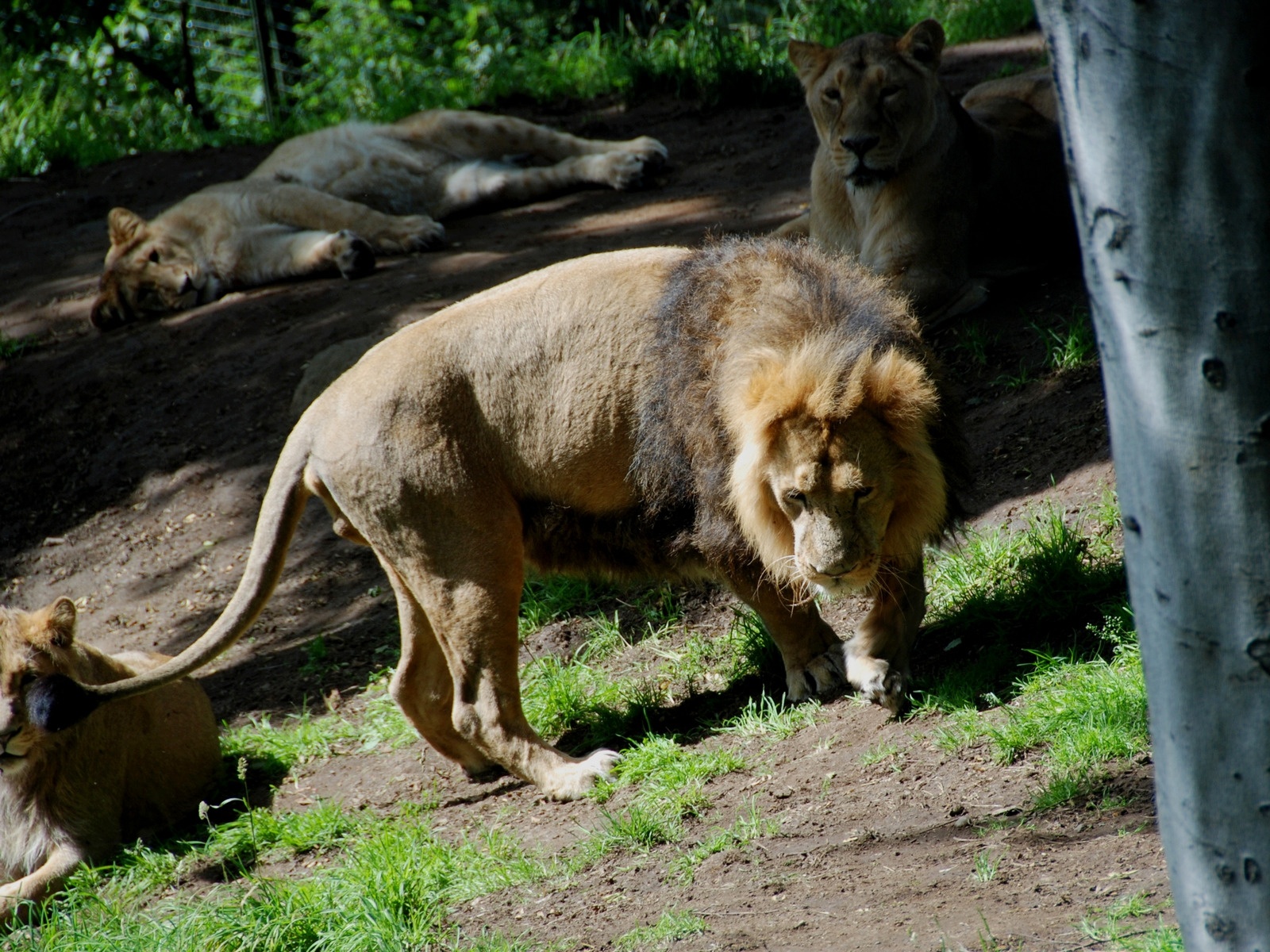 Порода кошек лев. Картинка двух Львов. Lion in the Jungle. Обои с дикими кошками львы мальчики. Leo in Jungle.