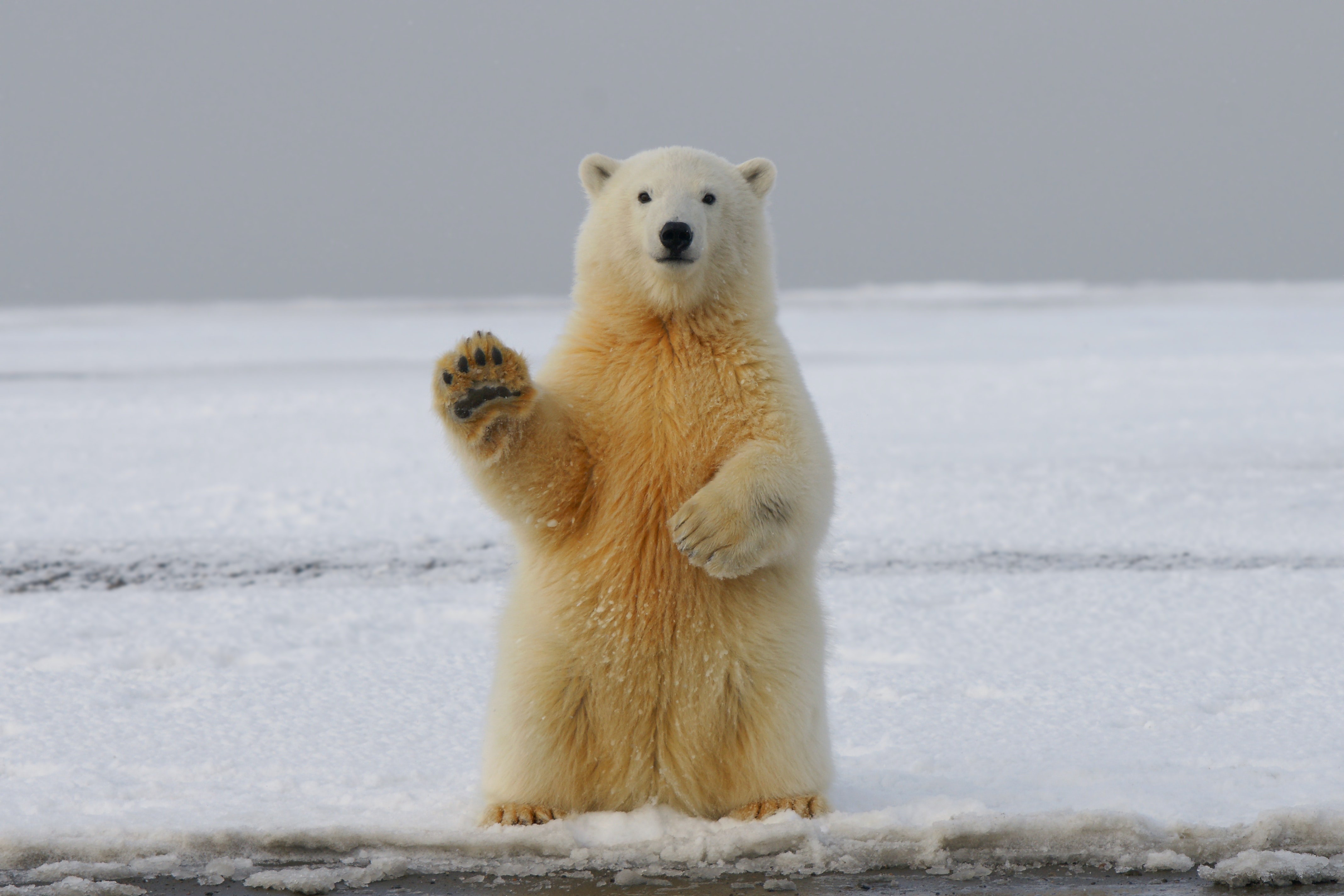 112817壁紙のダウンロード動物, 可笑しい, 足, くま, 熊, おかしい, ホッキョクグマ, 北極熊-スクリーンセーバーと写真を無料で