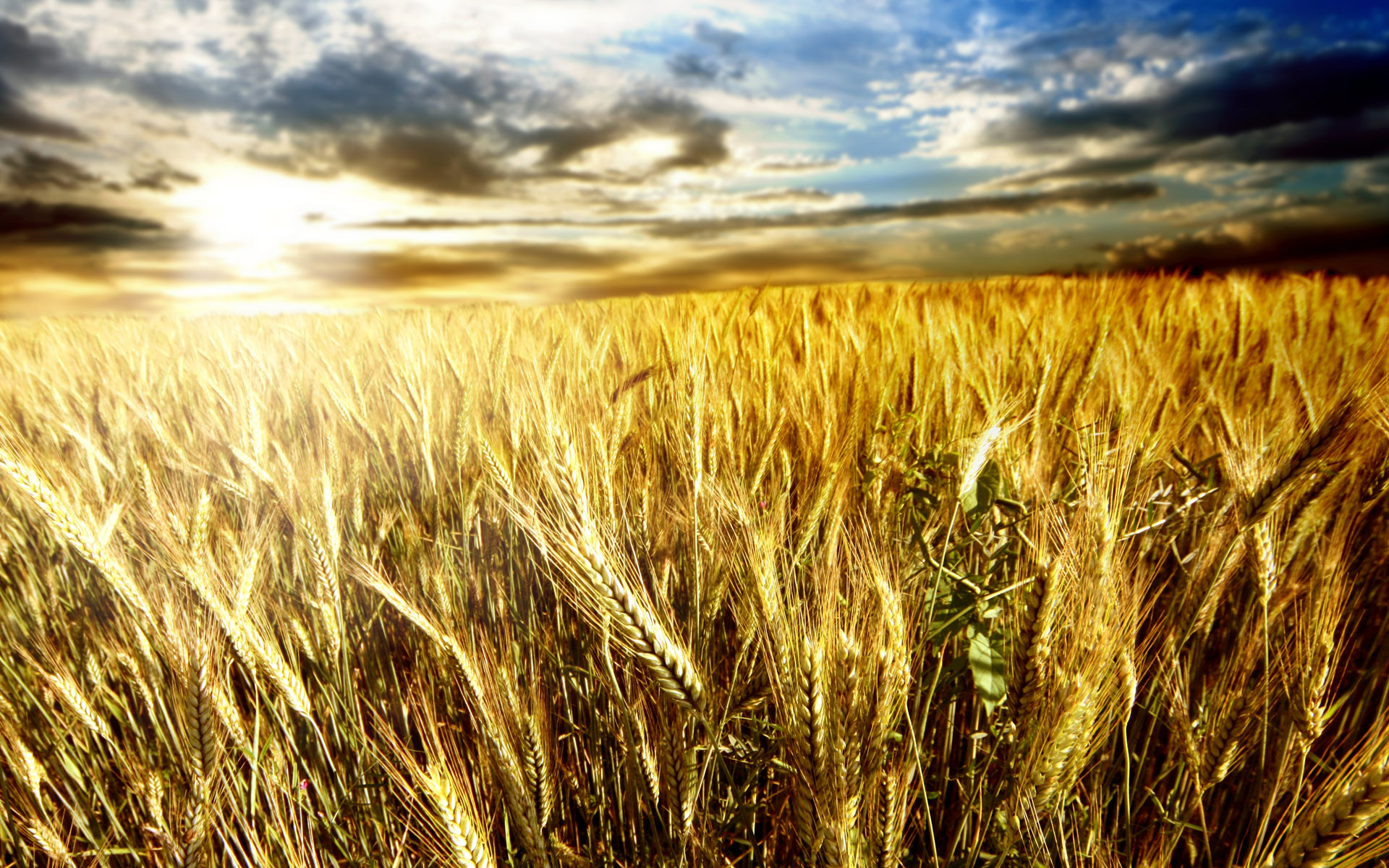 Пшеничное поле Кисловодск