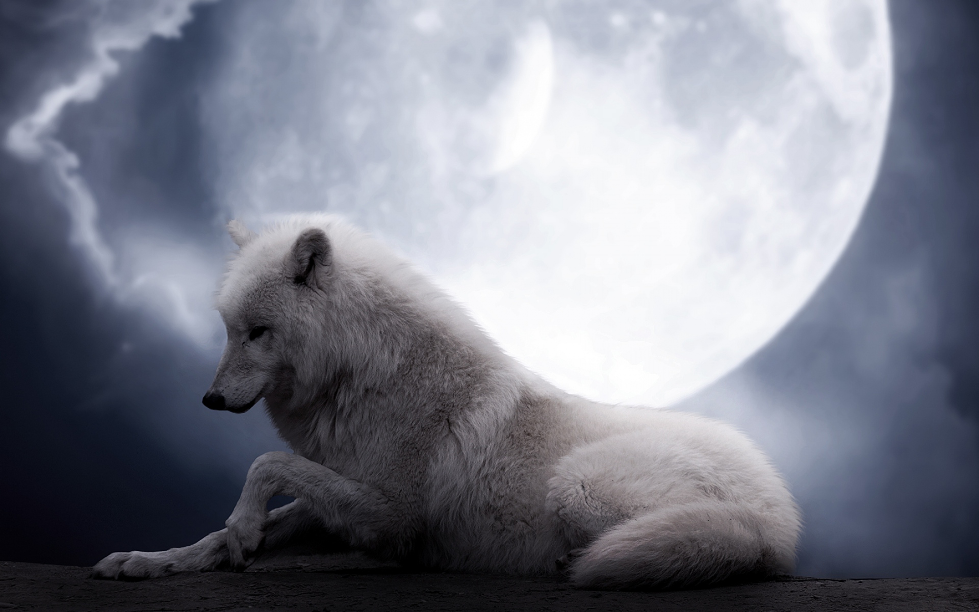 1499296 baixar papel de parede animais, lobo, lua, noite, lobo branco - protetores de tela e imagens gratuitamente