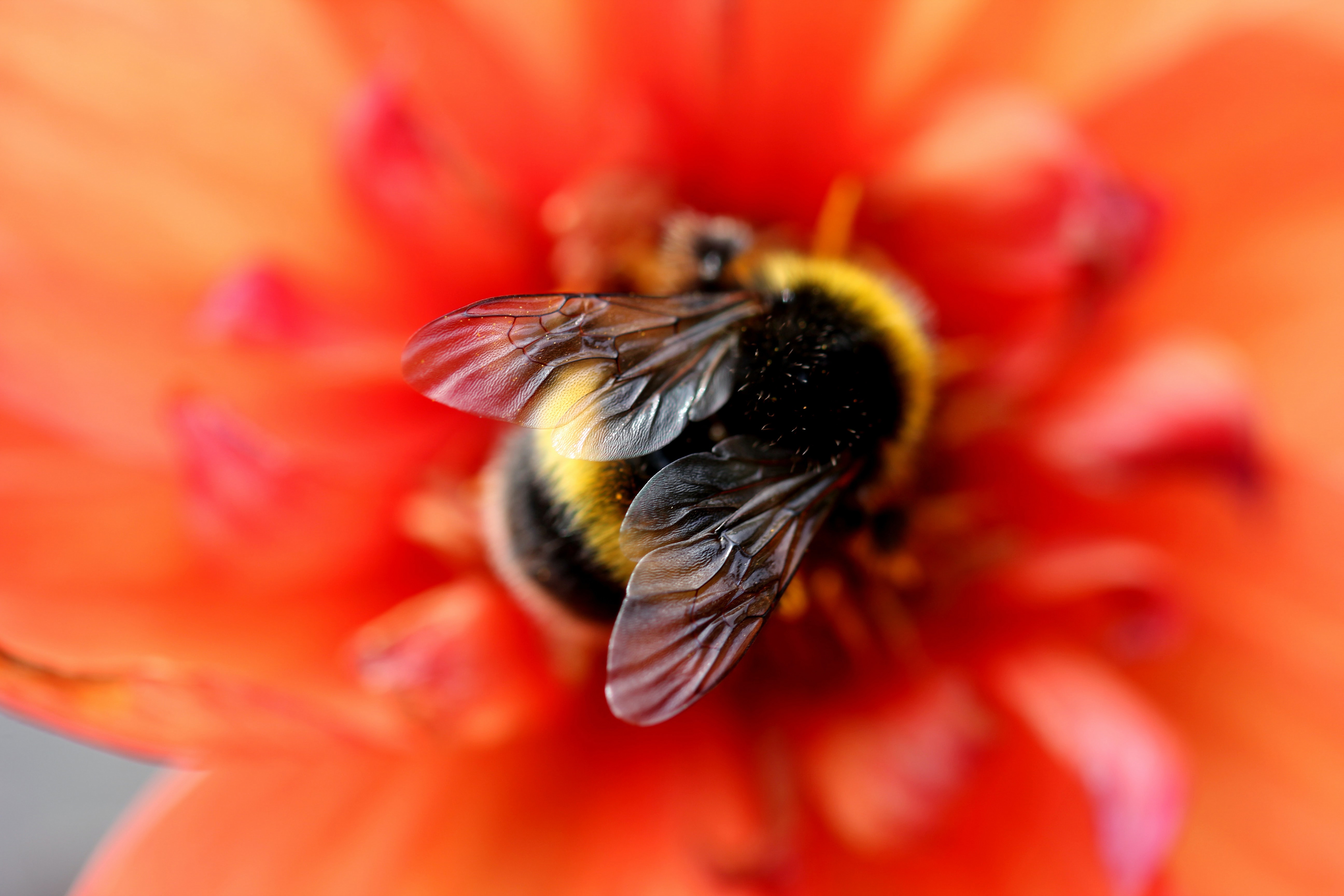 1001474 завантажити шпалери тварина, джміль, бджола, розмиття, комаха, макрос, червона квітка - заставки і картинки безкоштовно