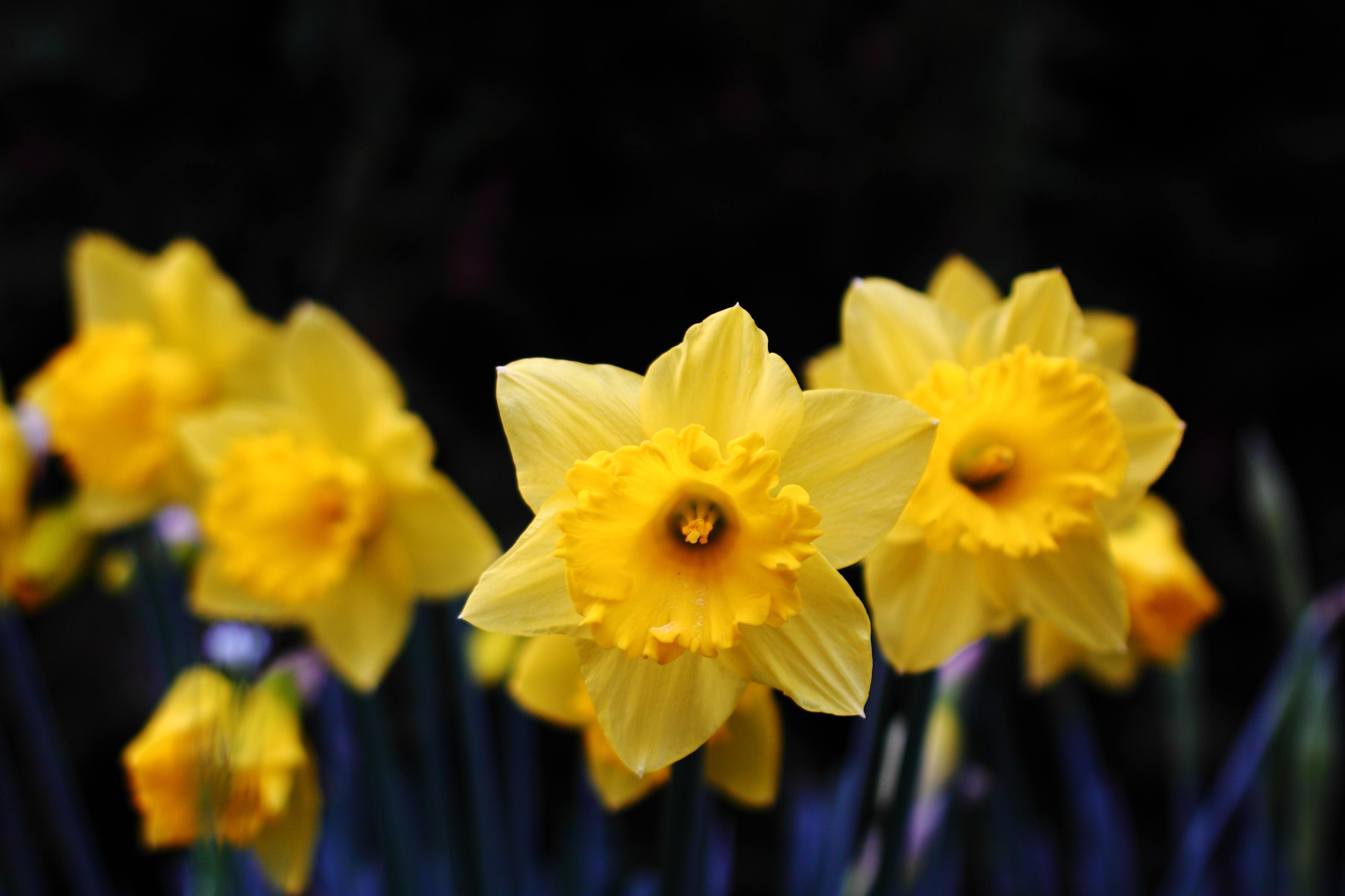 Narcissus HD download for free