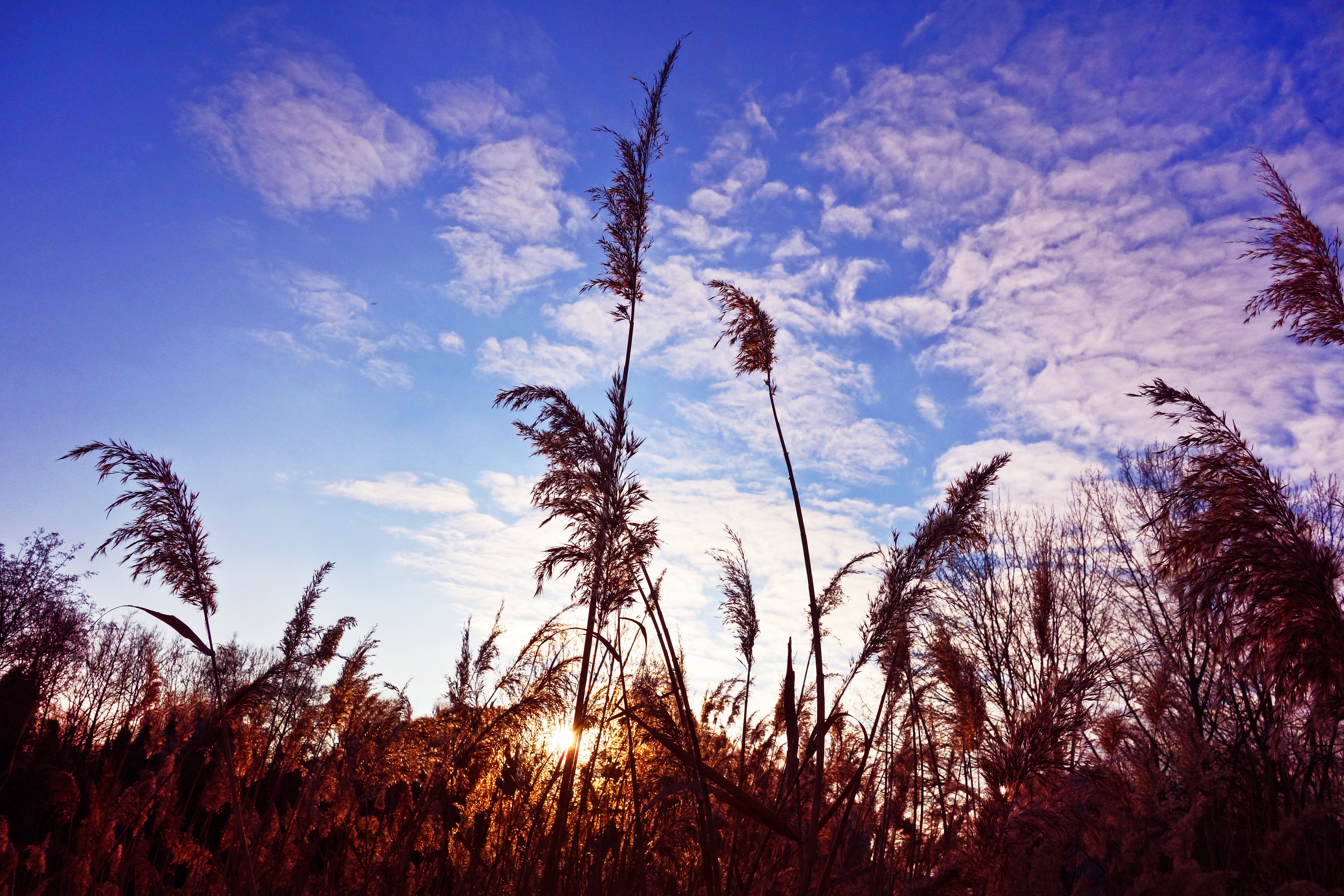 Download mobile wallpaper Clouds, Stems, Grass, Nature for free.