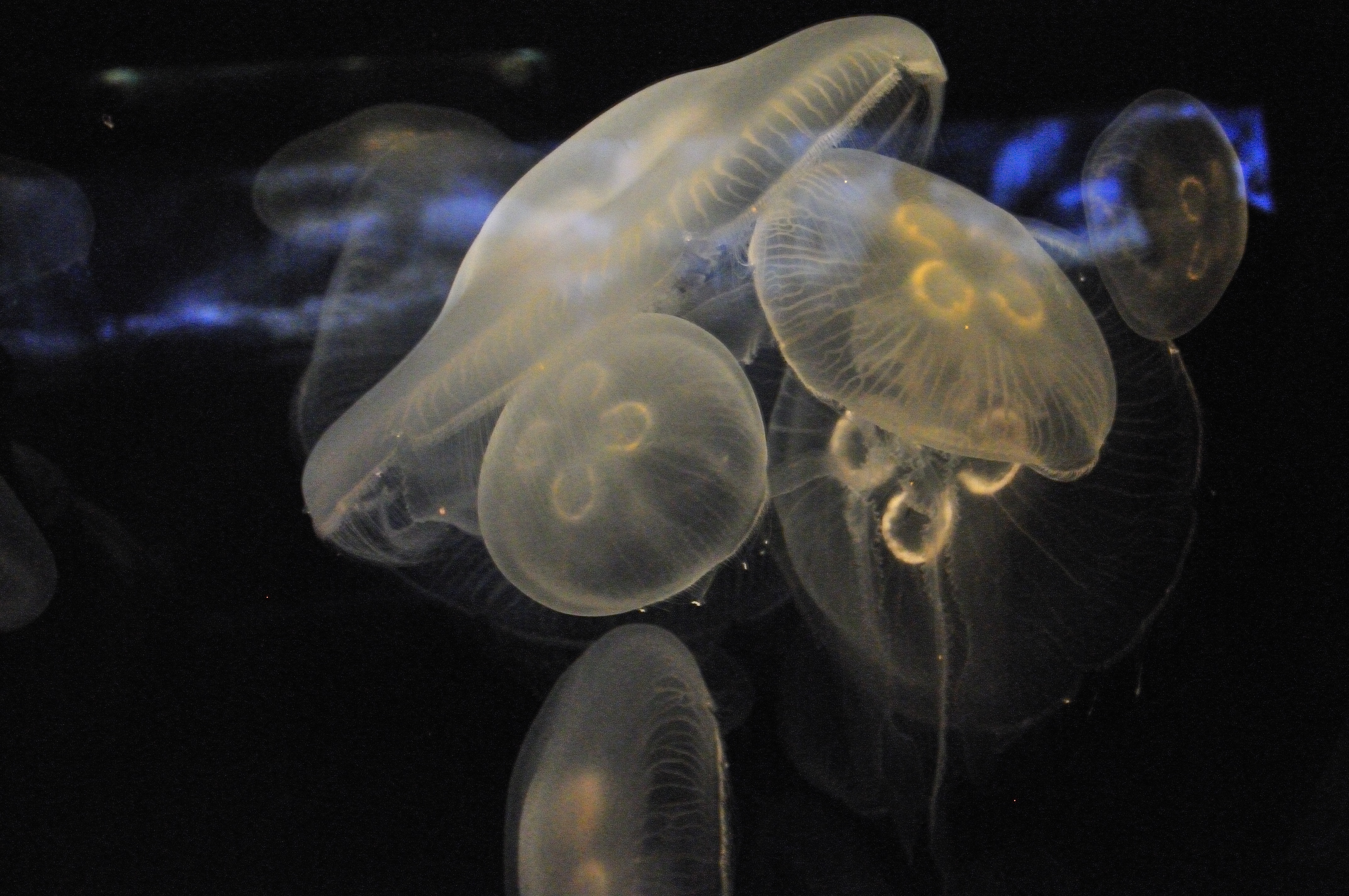 75956 Bildschirmschoner und Hintergrundbilder Jellyfish auf Ihrem Telefon. Laden Sie  Bilder kostenlos herunter